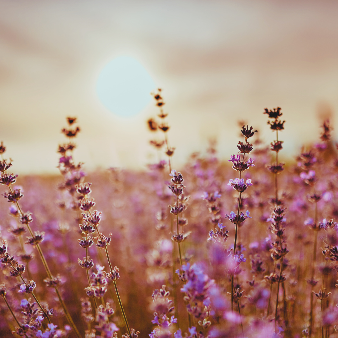 Lavender