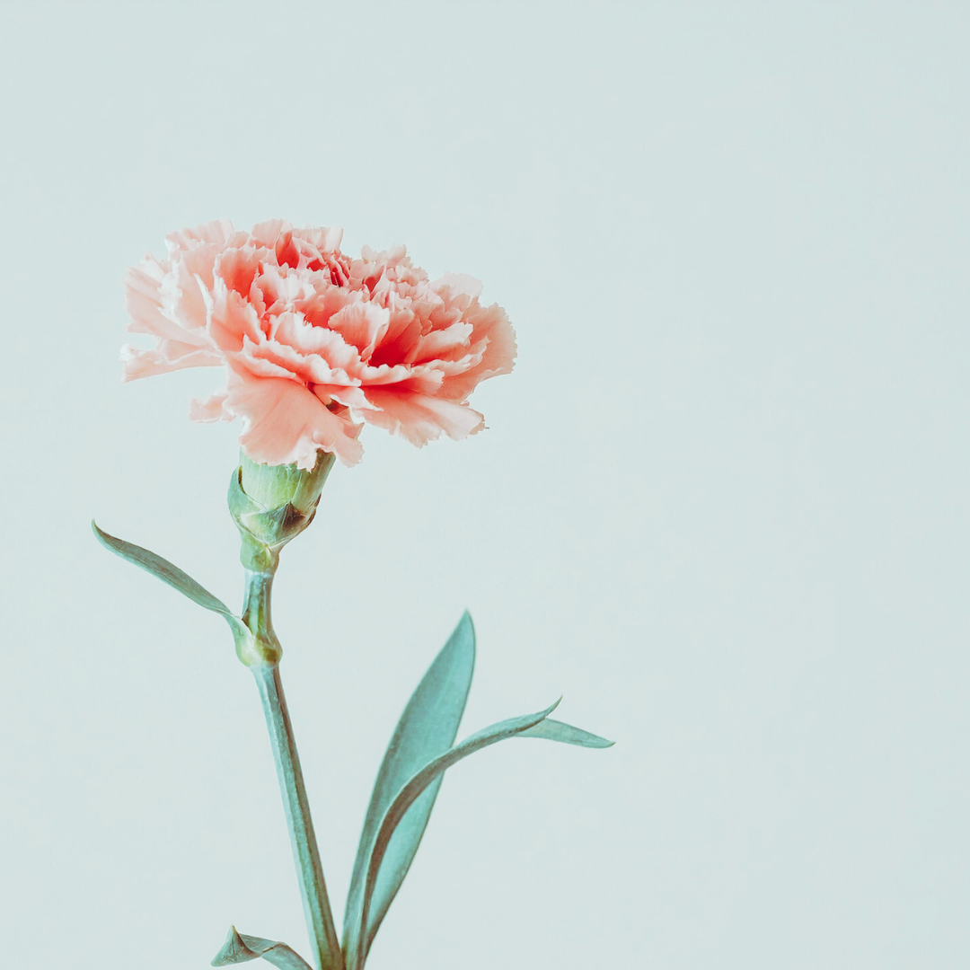 Carnation