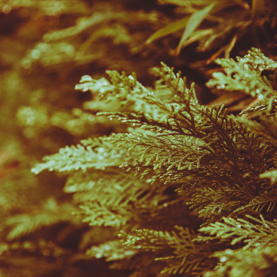 Cedar Leaf