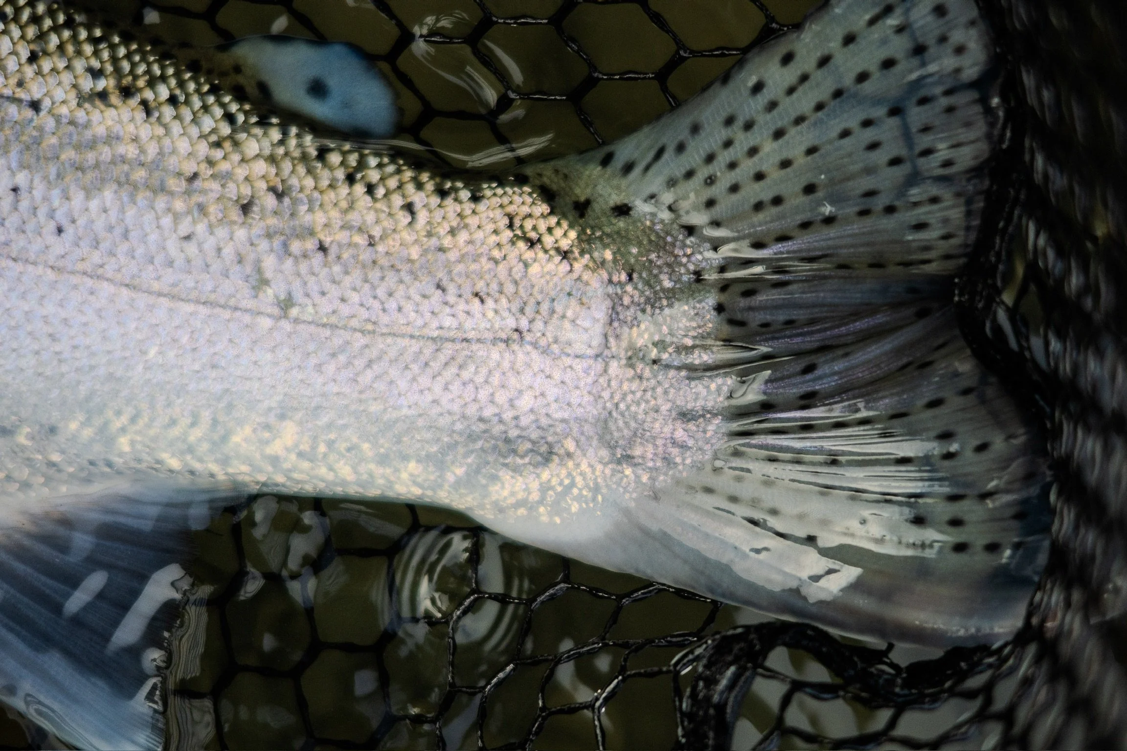 One day it started raining