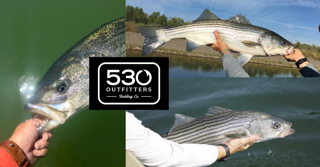 Lower Sacramento River Striper Report 