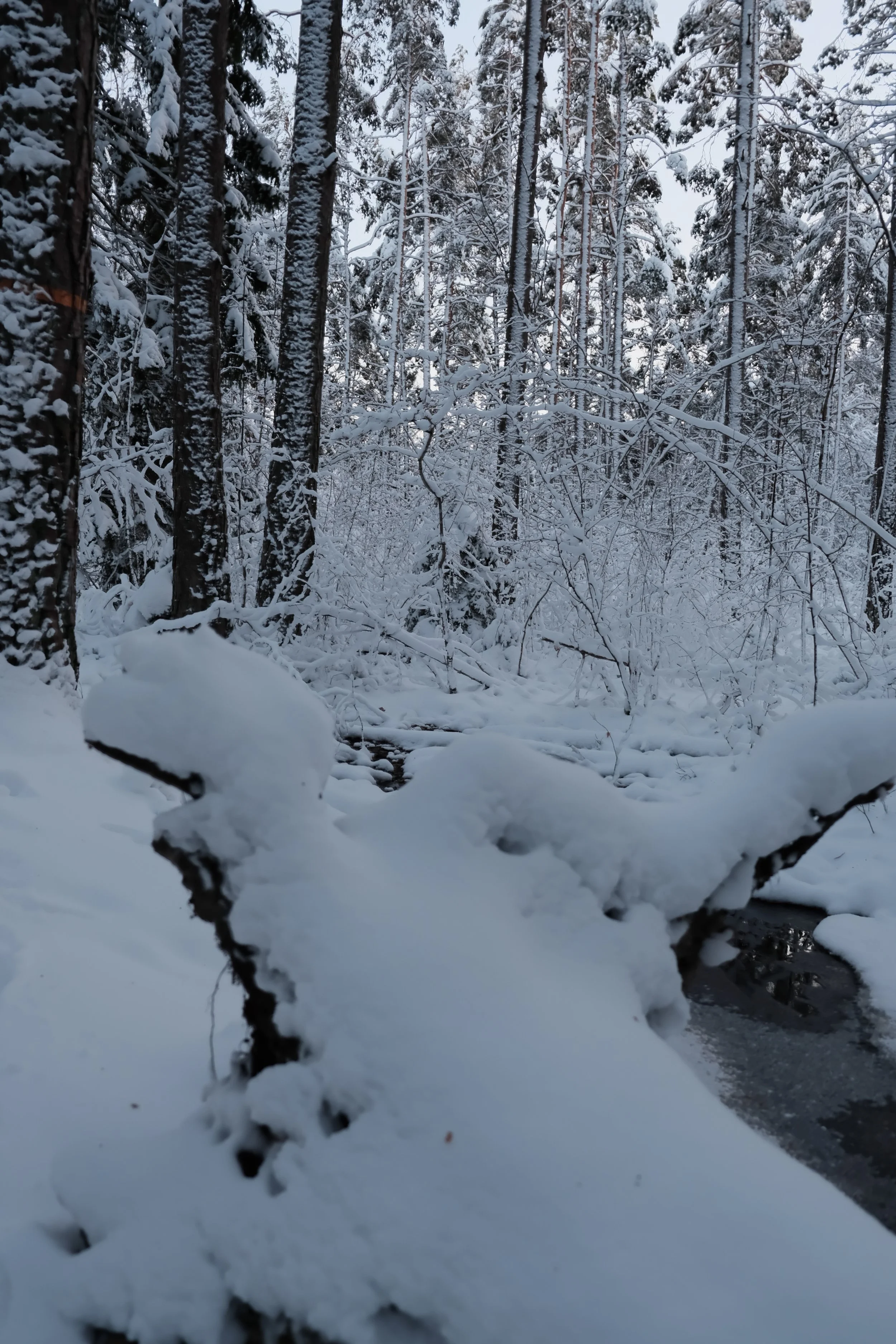 DSCF5575.JPG