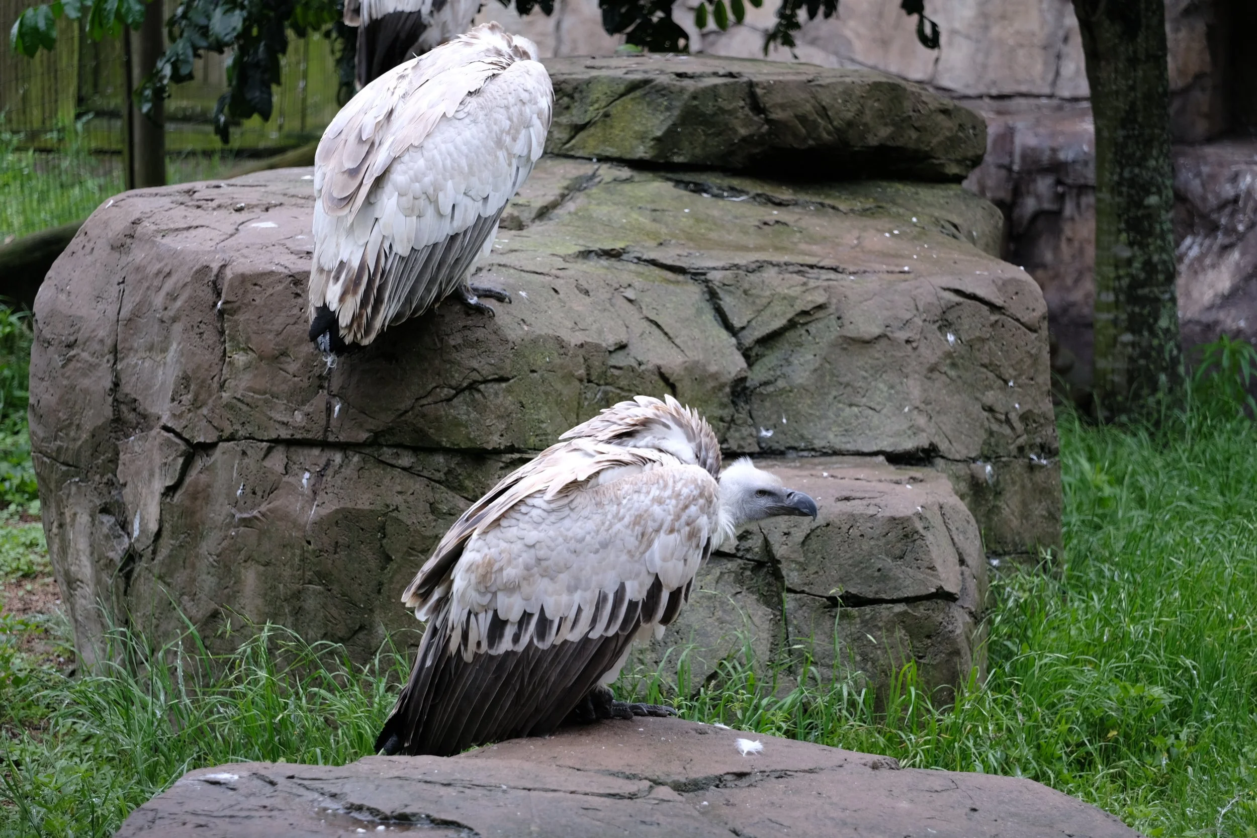 DSCF3394.JPG