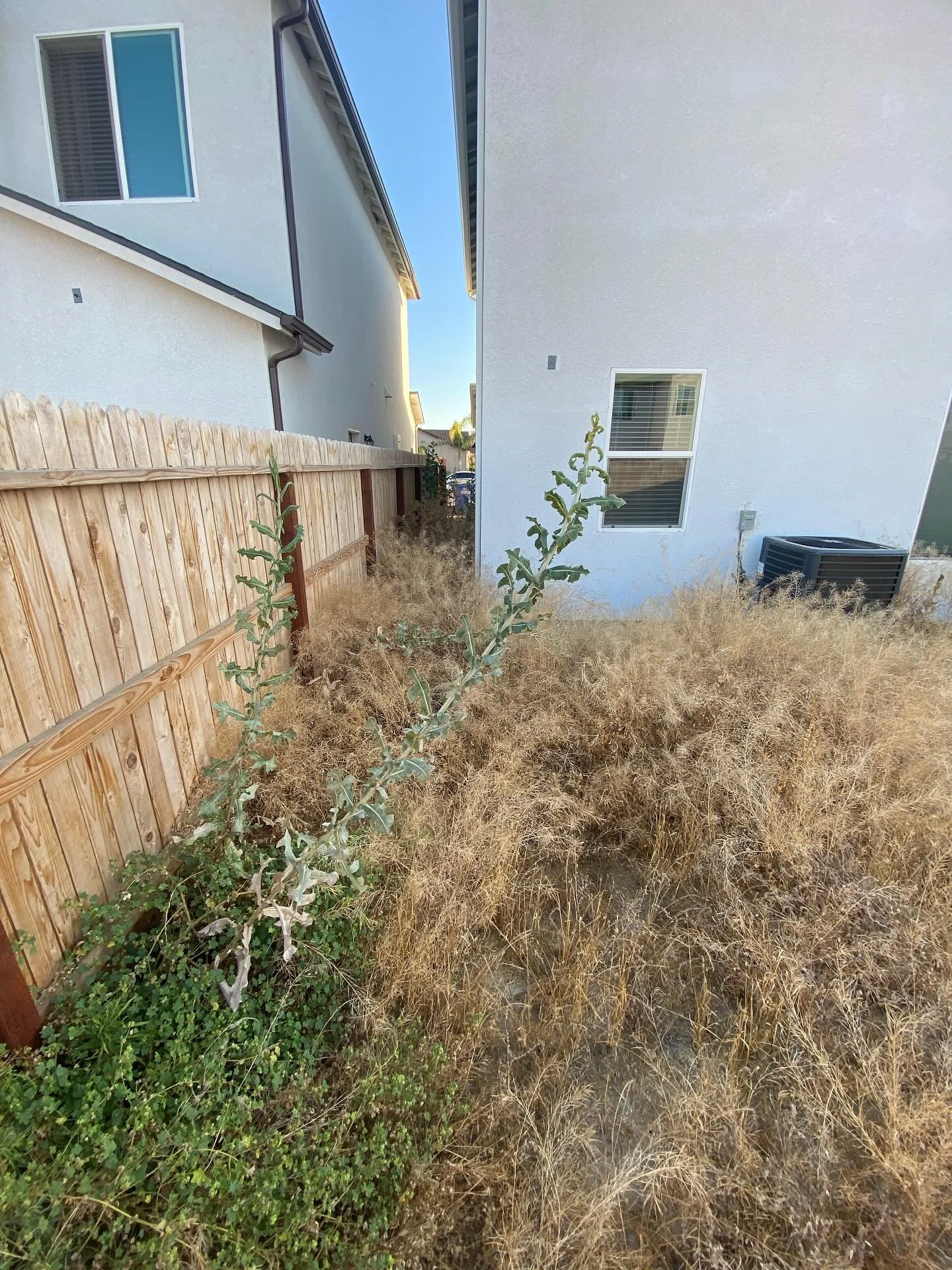 From weed jungle to clean canvas! ✅ This rental property in Clovis is now ready to welcome its new tenants. We love providing a fresh start and helping landlords make a great first impression.
Don’t let weeds win! We can handle the cleanup so