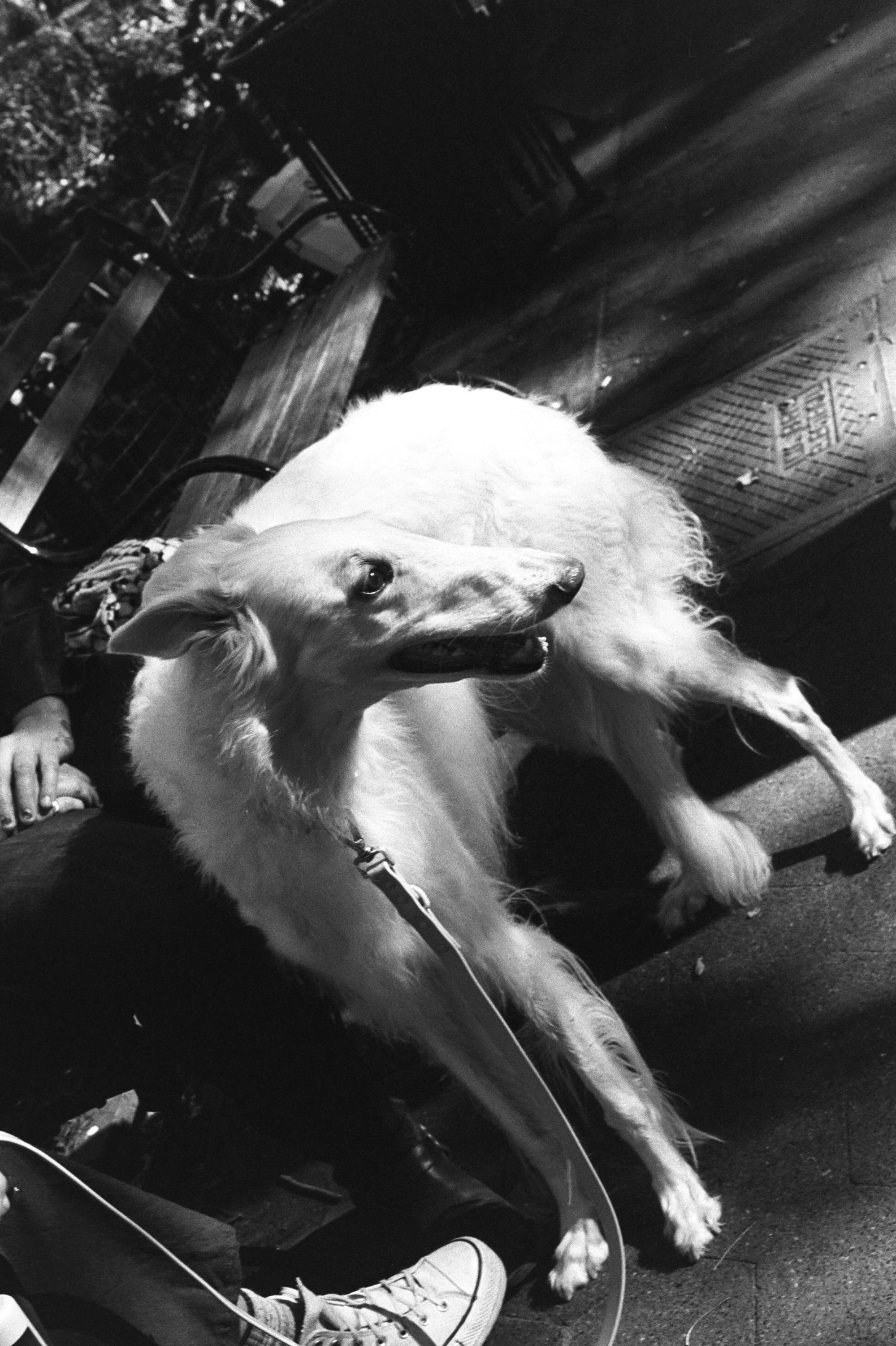 Bunny in the Park, 2024