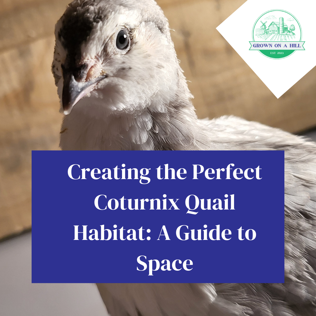 Creating the Perfect Coturnix Quail Habitat: Guide to Space — Grown On