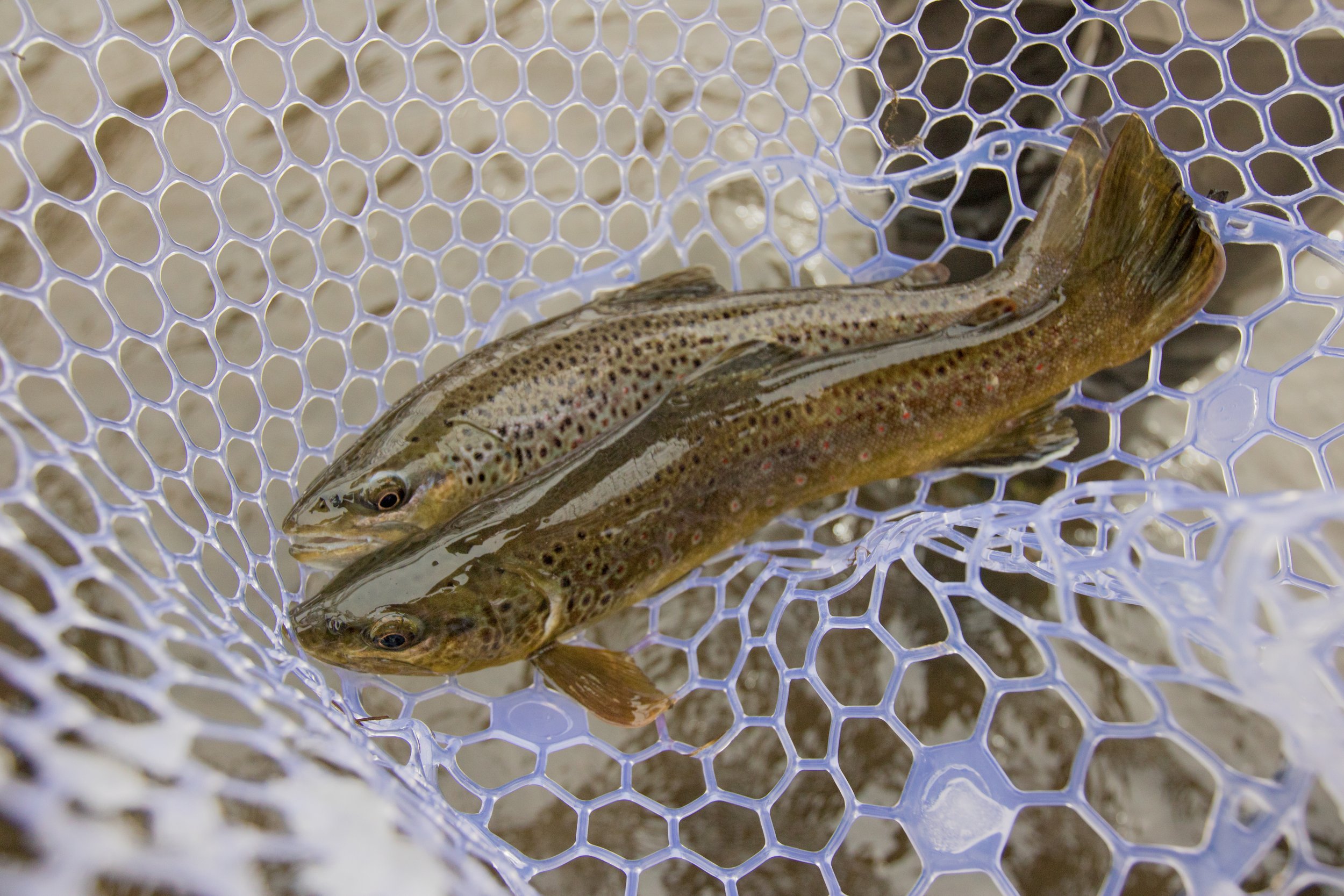 Doublenet (1 of 1).JPG