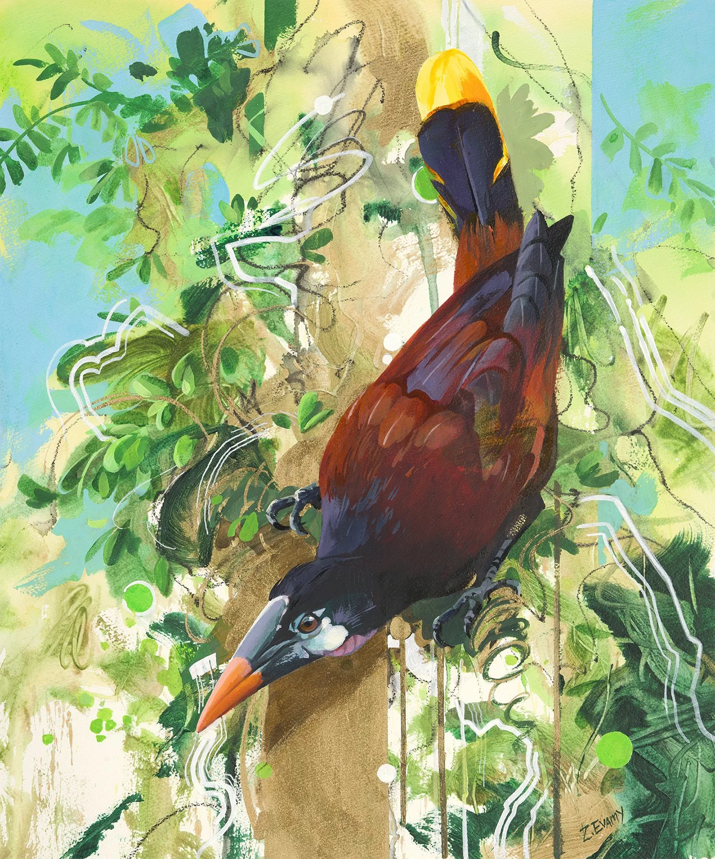 Oropendola de Montezuma [Available]