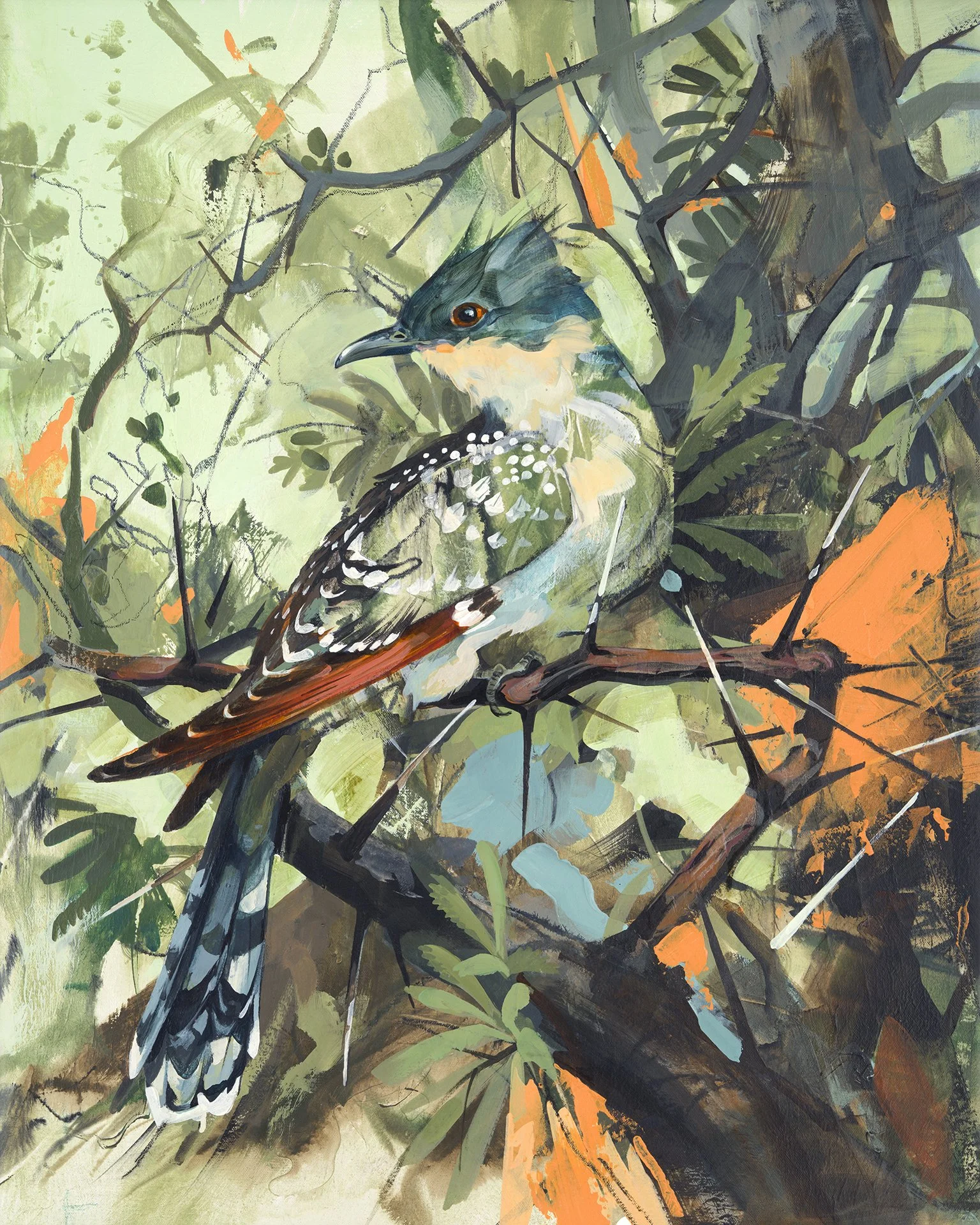 Greater Spotted Cuckoo [Available]