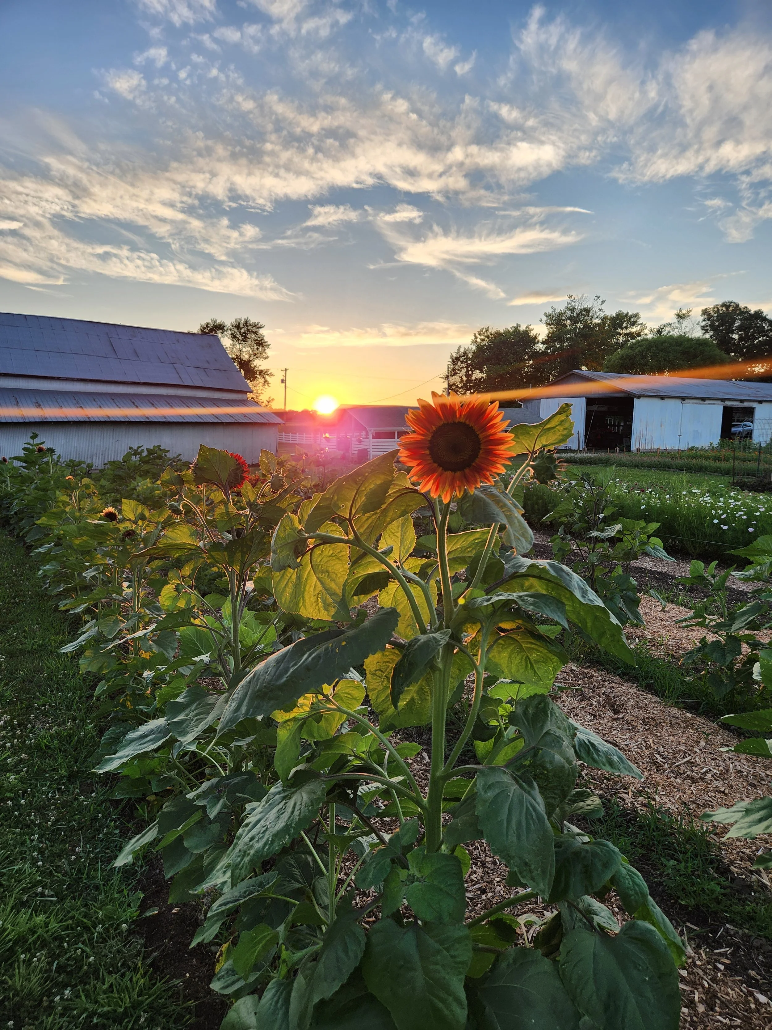 Creative Farm Camp - June 15-18