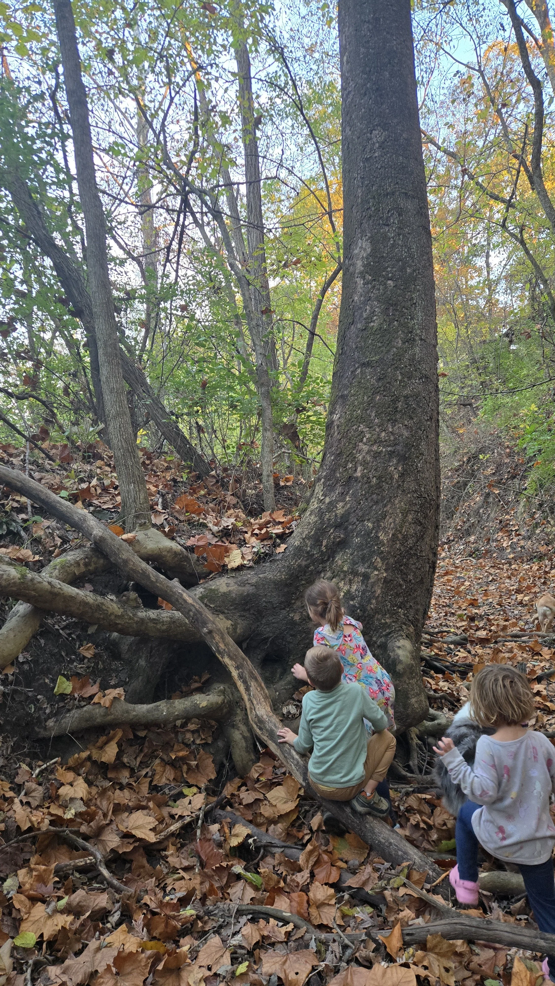 Farm & Nature Camp - June 8-11