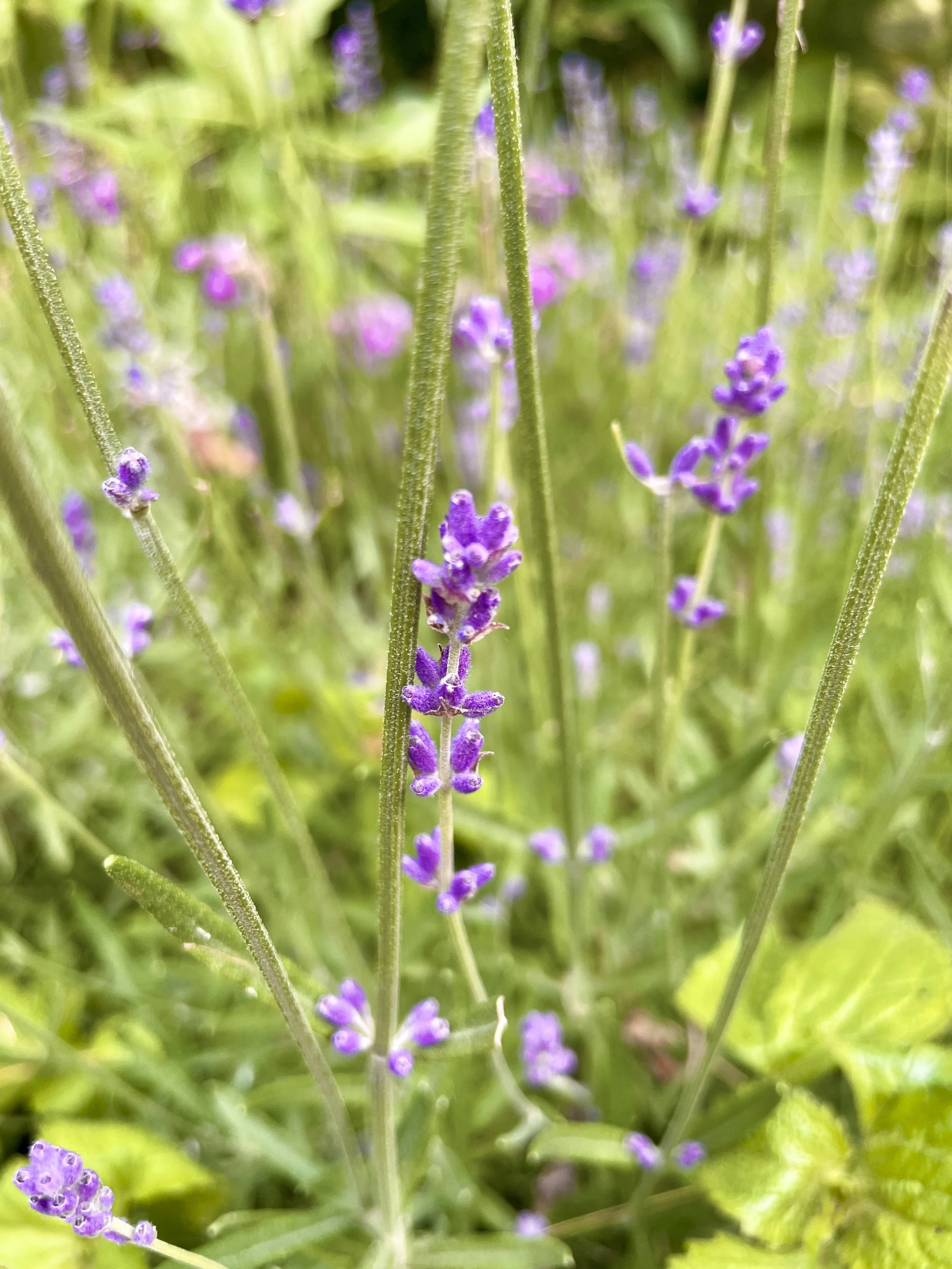 Backyard Herbalism: Growing Your Home Apothecary