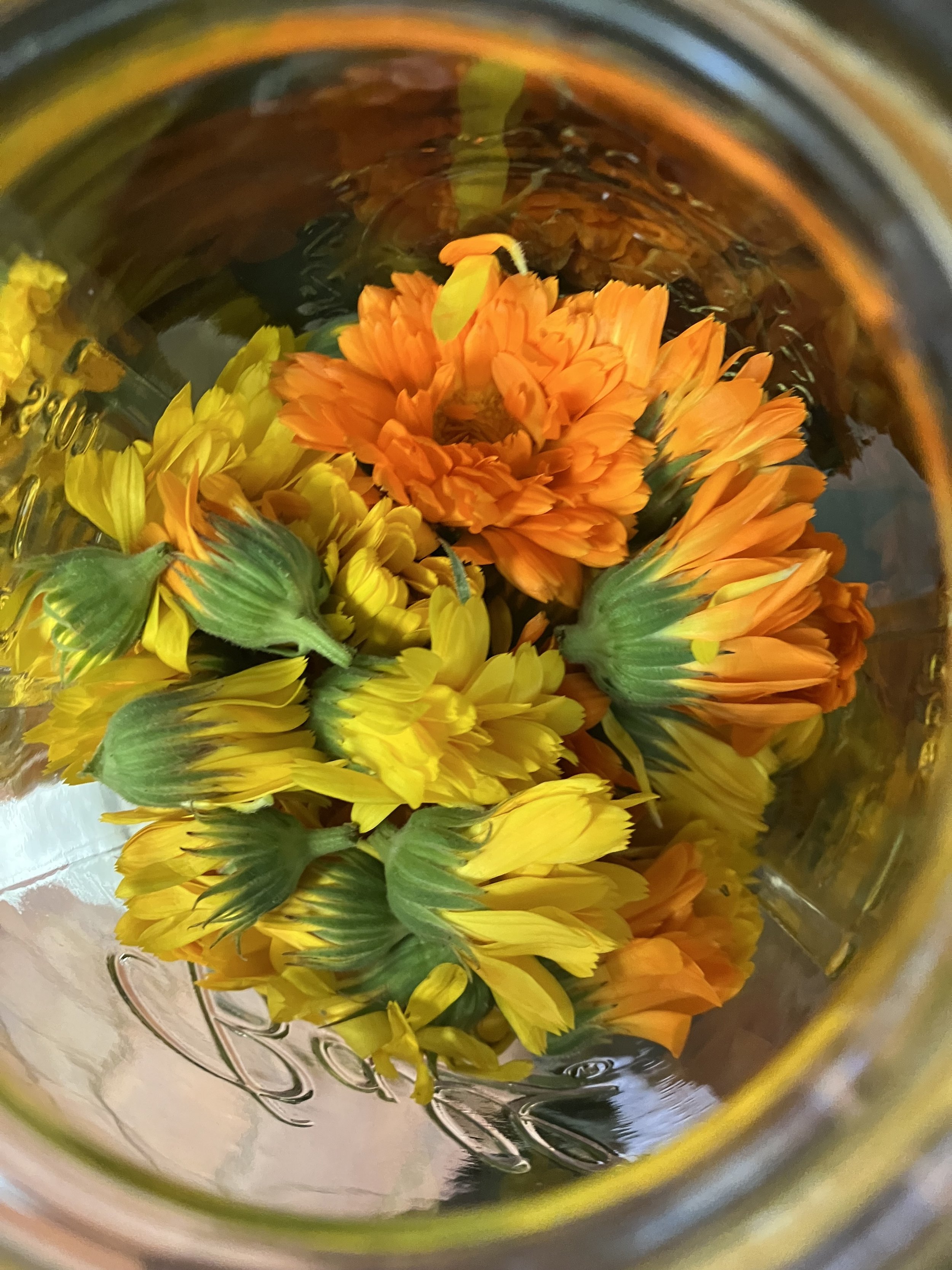 Backyard Herbalism: Everyday Herbal First Aid