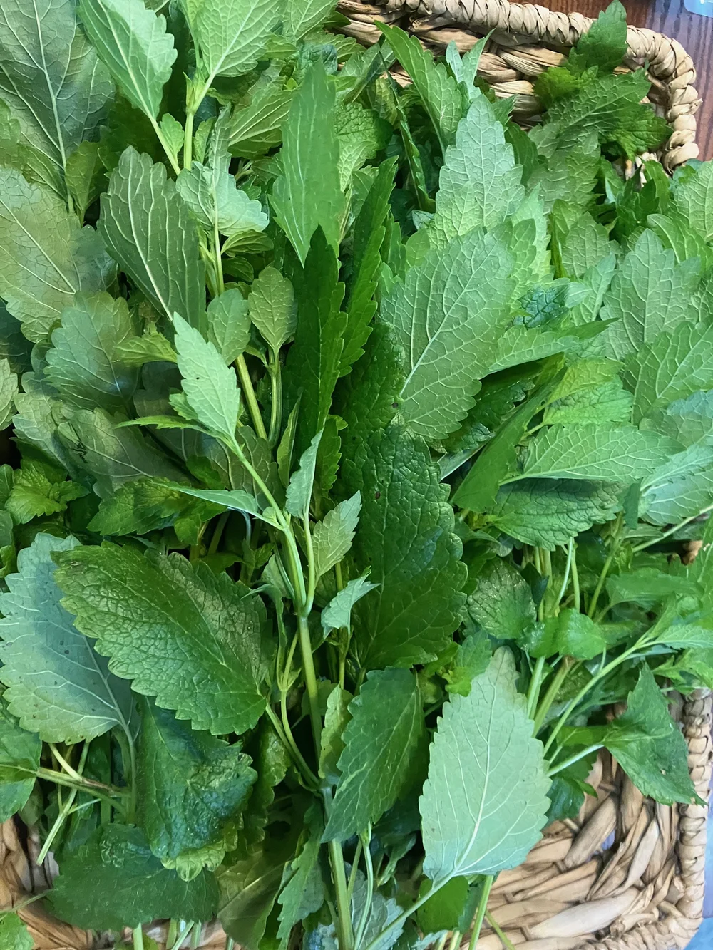 Lemon Balm Mint Lip Balm — Stinging Nettle Botanics