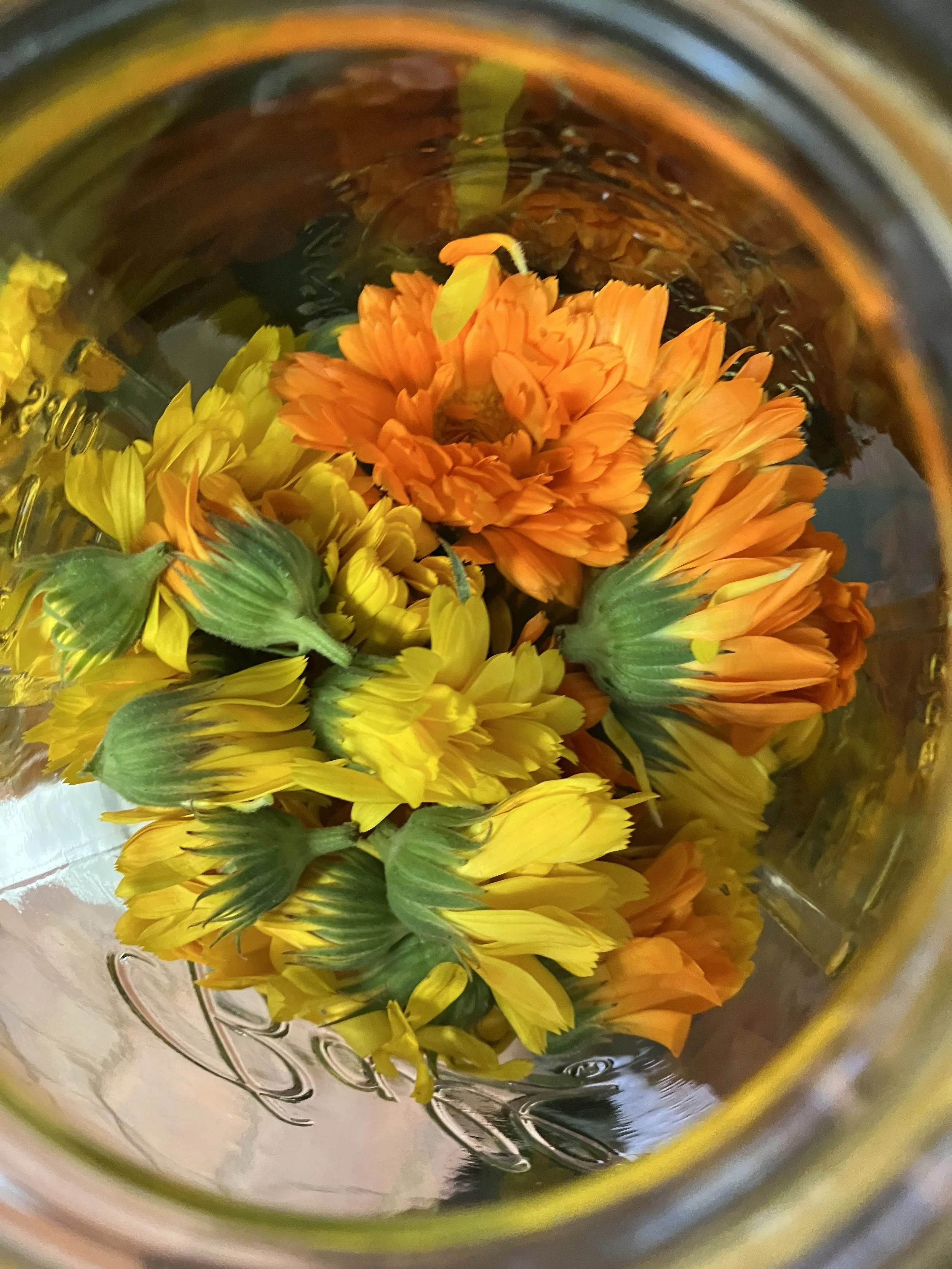Backyard Herbalism: The Herbal Apothecary Basics