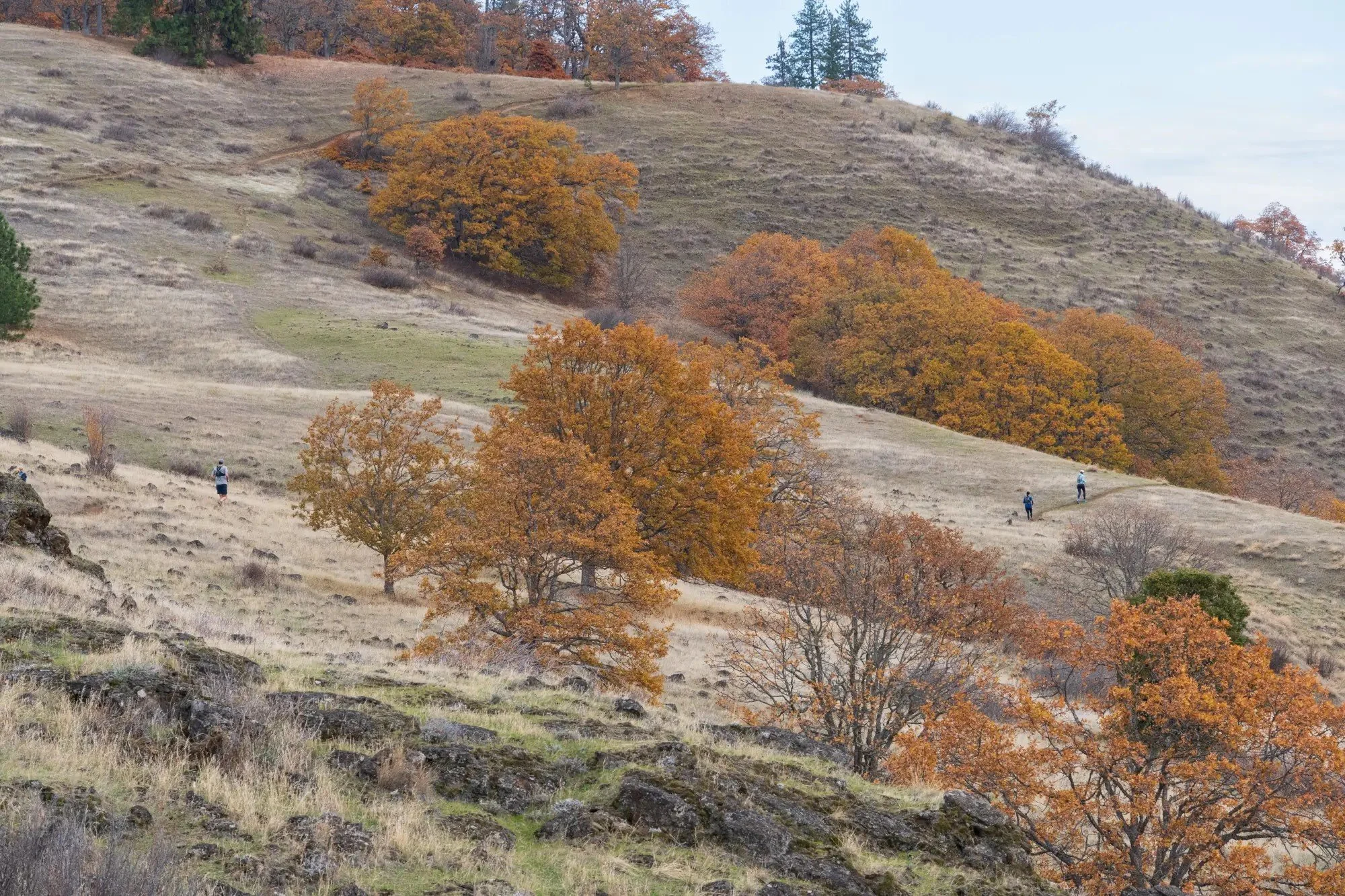 Autumn leaves in oak trees and golden dry savanna grass on a hillside above the Columbia River