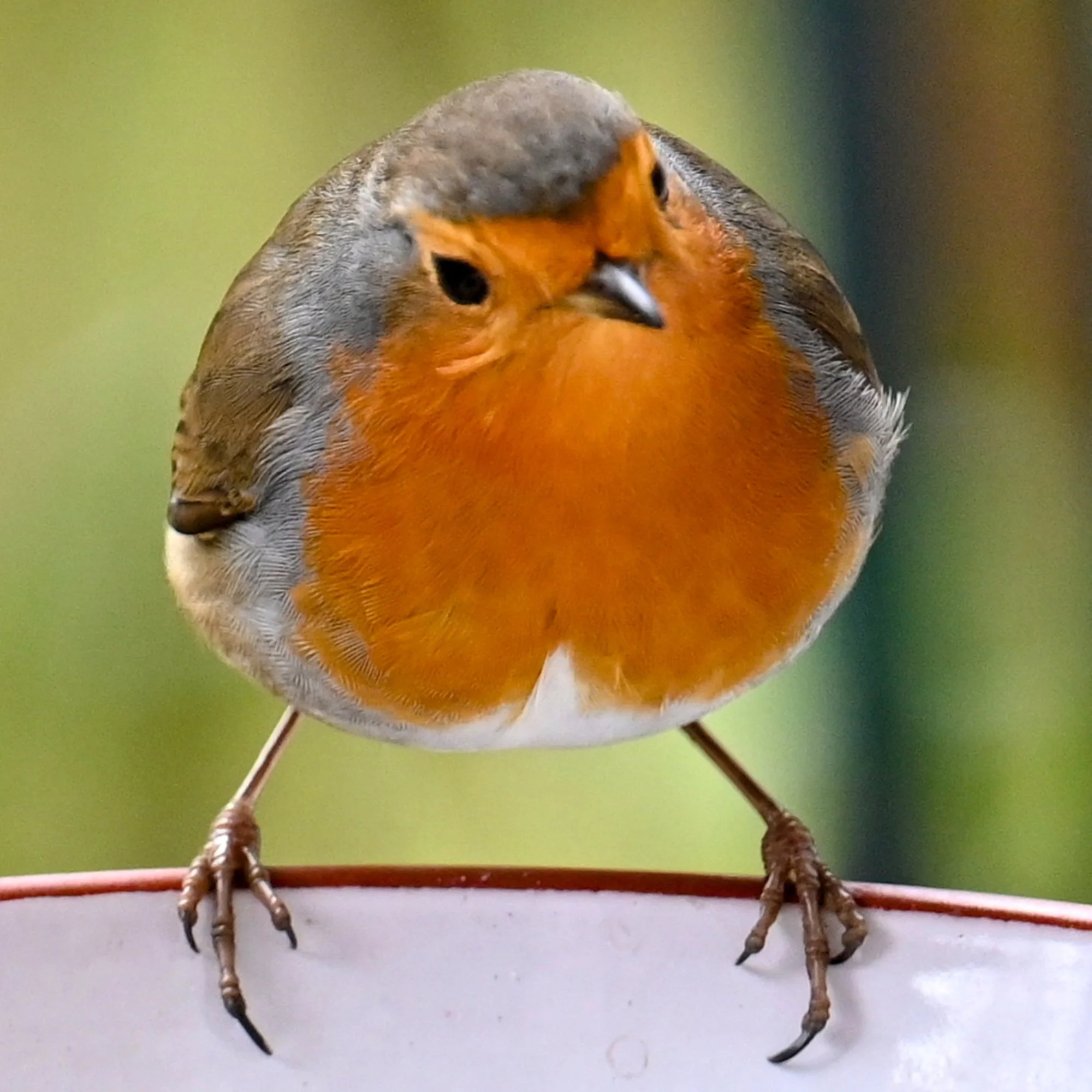 Rotkehlchen in die Kamera schauend