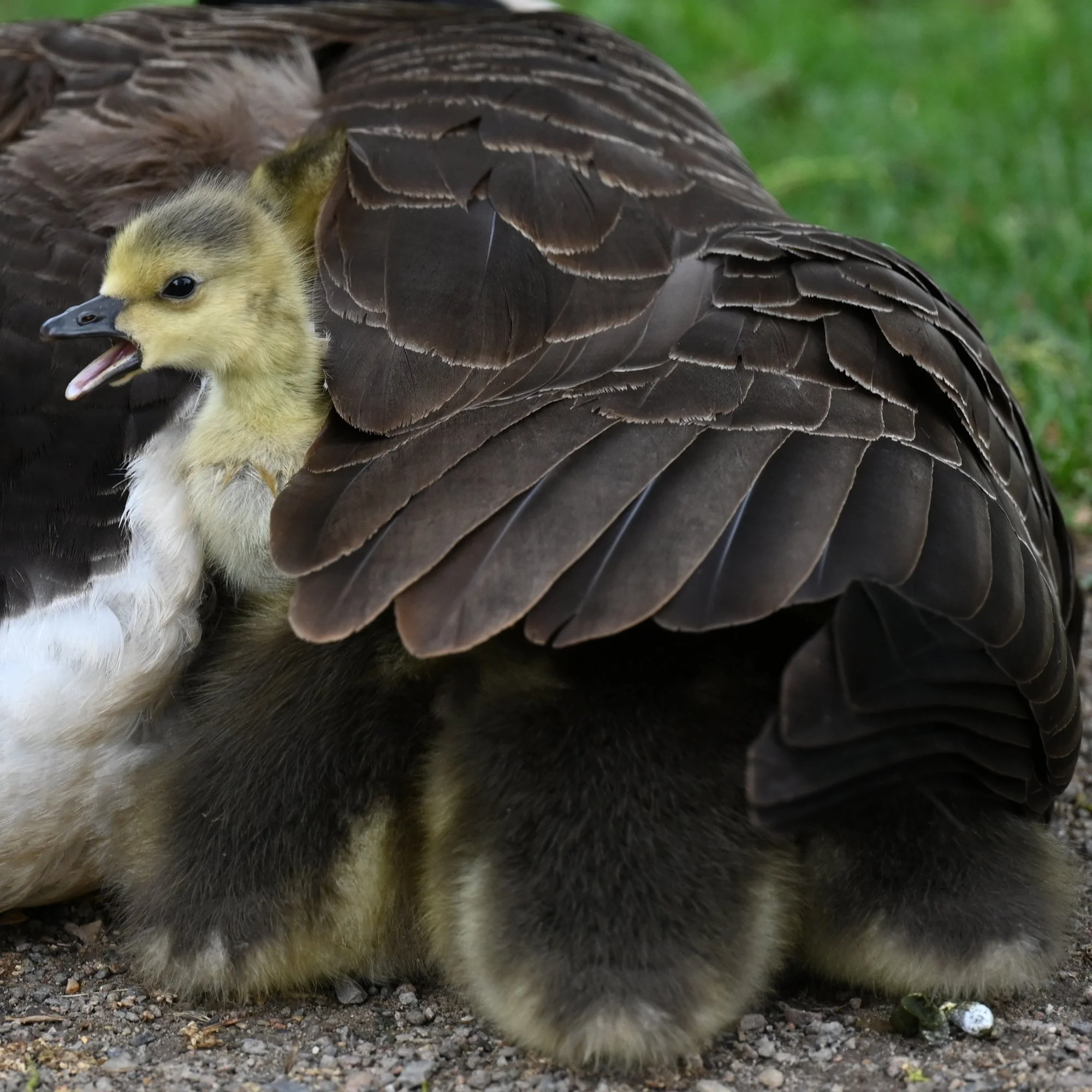 Ente_4_6329.JPG