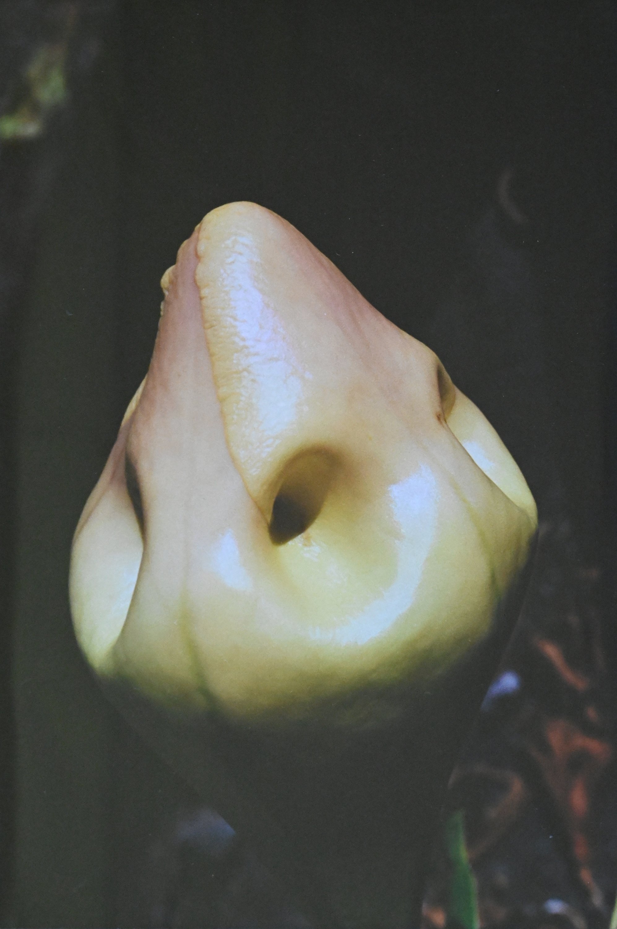 40 x 57 cm - (Nr.30)