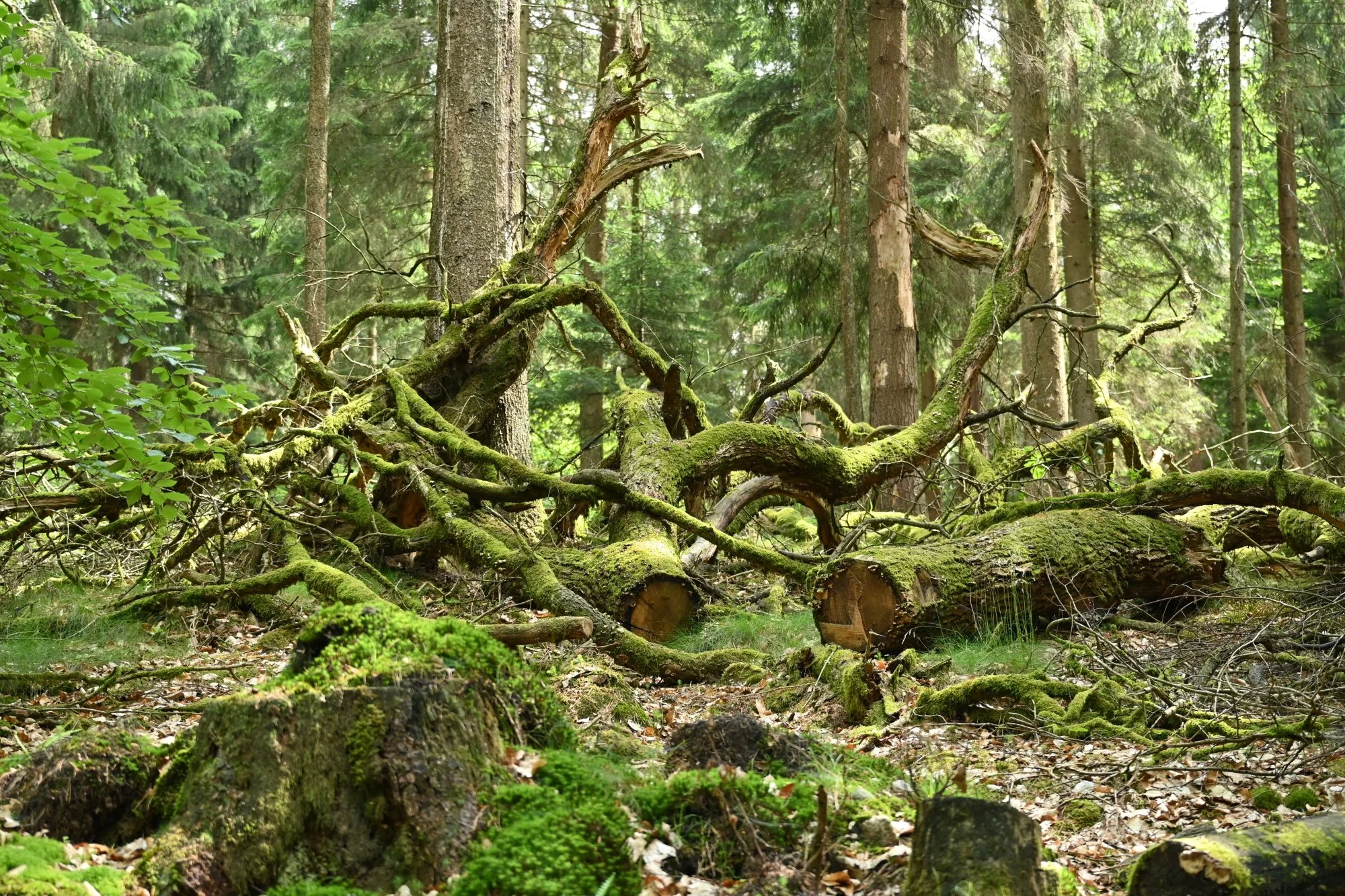 DSC_5900.JPG