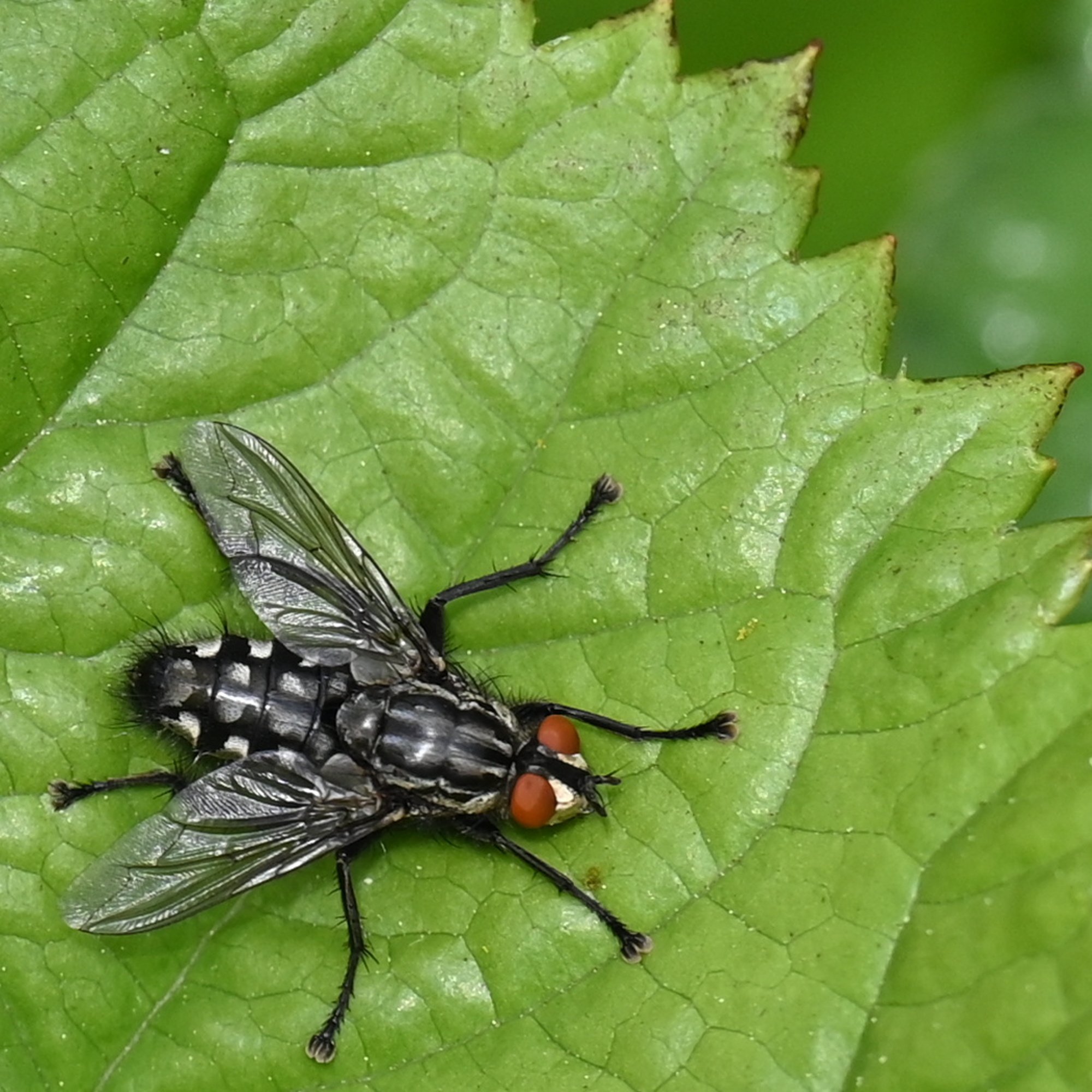 Fliege_6233.JPG