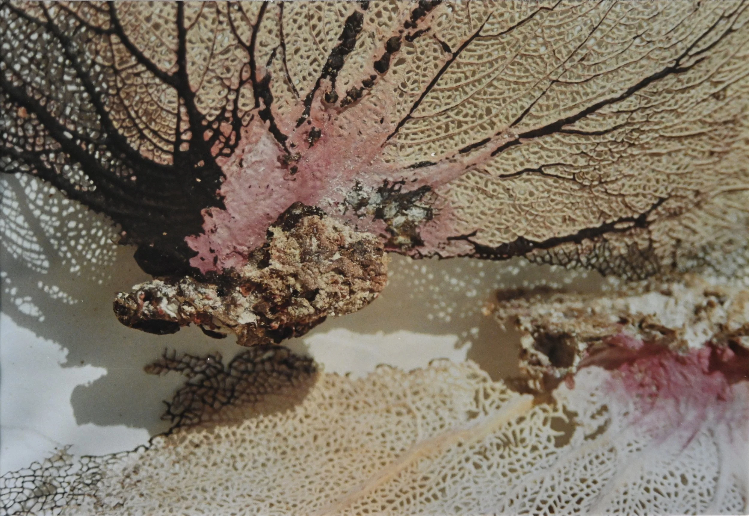 57 x 39 cm - (Nr.33)