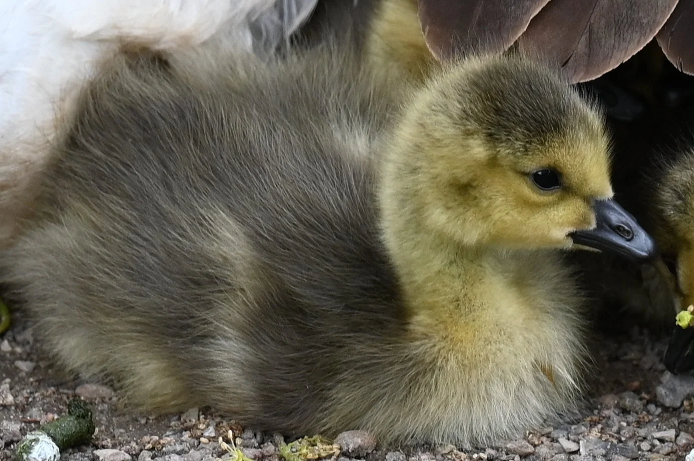 Ente_6377.JPG