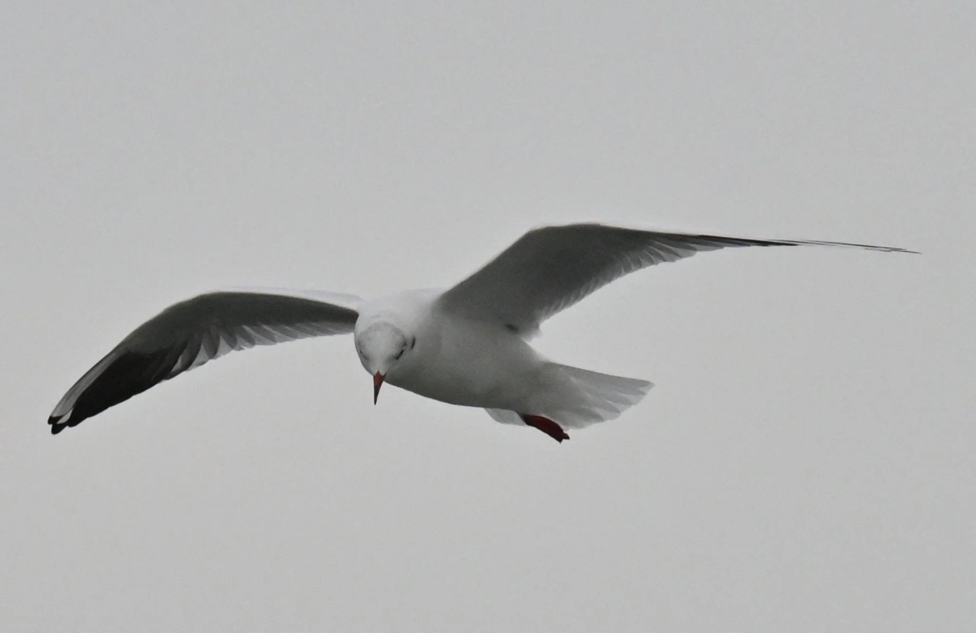 Amrum_8116.JPG