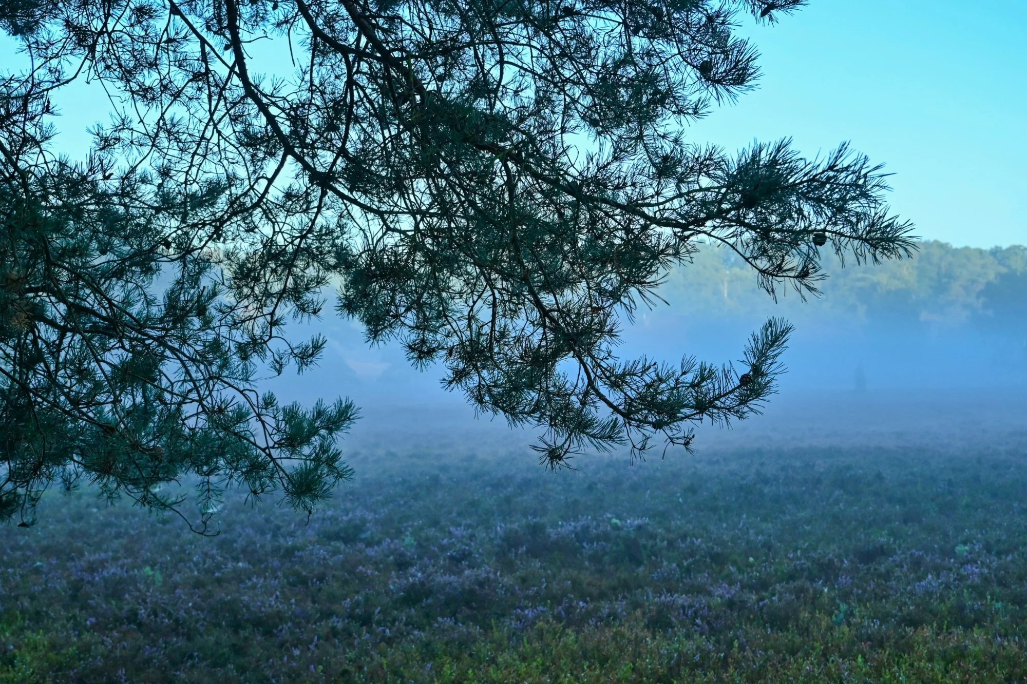 Fischbeker_Heide_61515.JPG