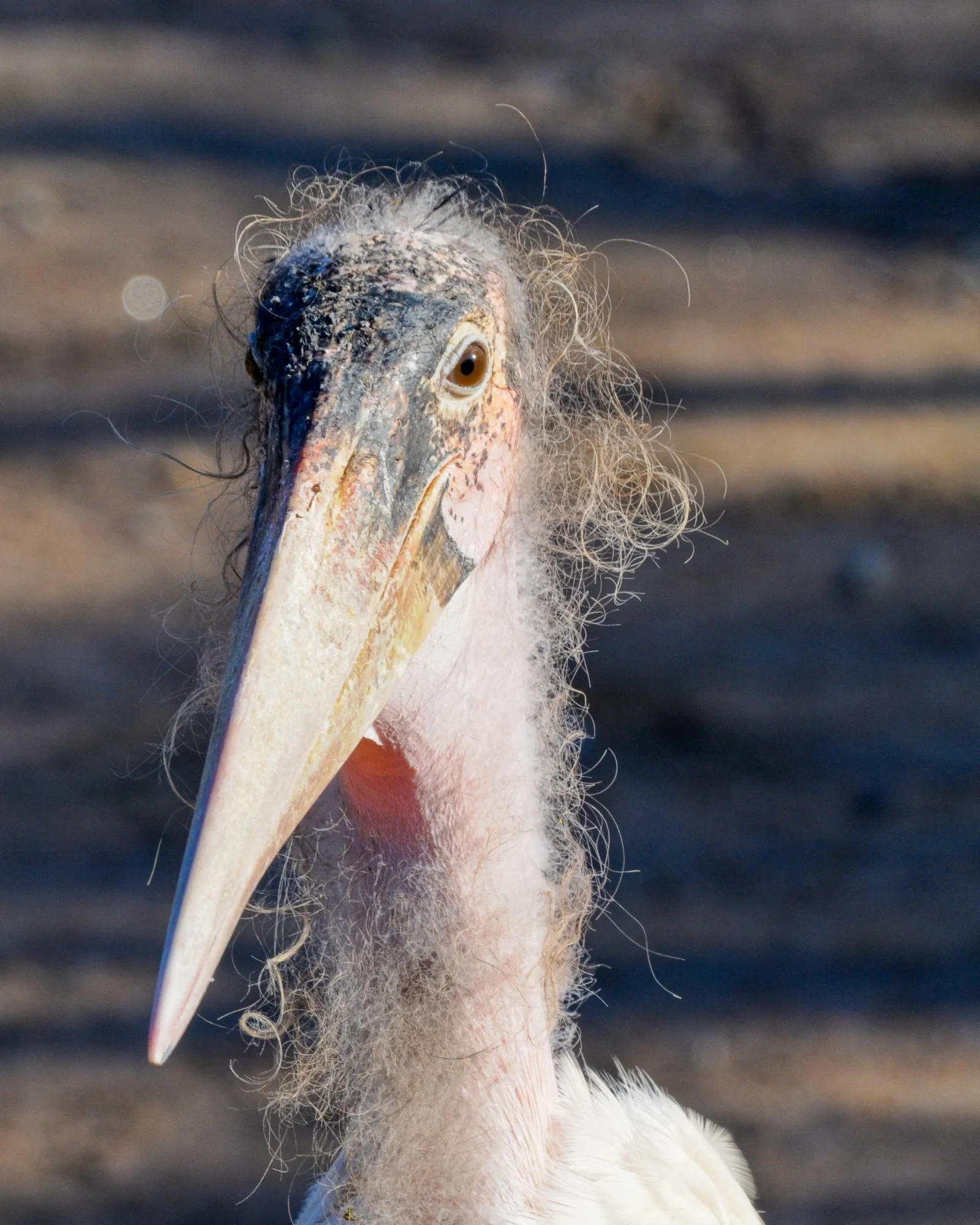 Vogel_0472.JPG
