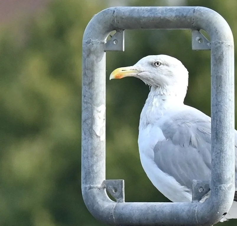 Möwe_61318.JPG