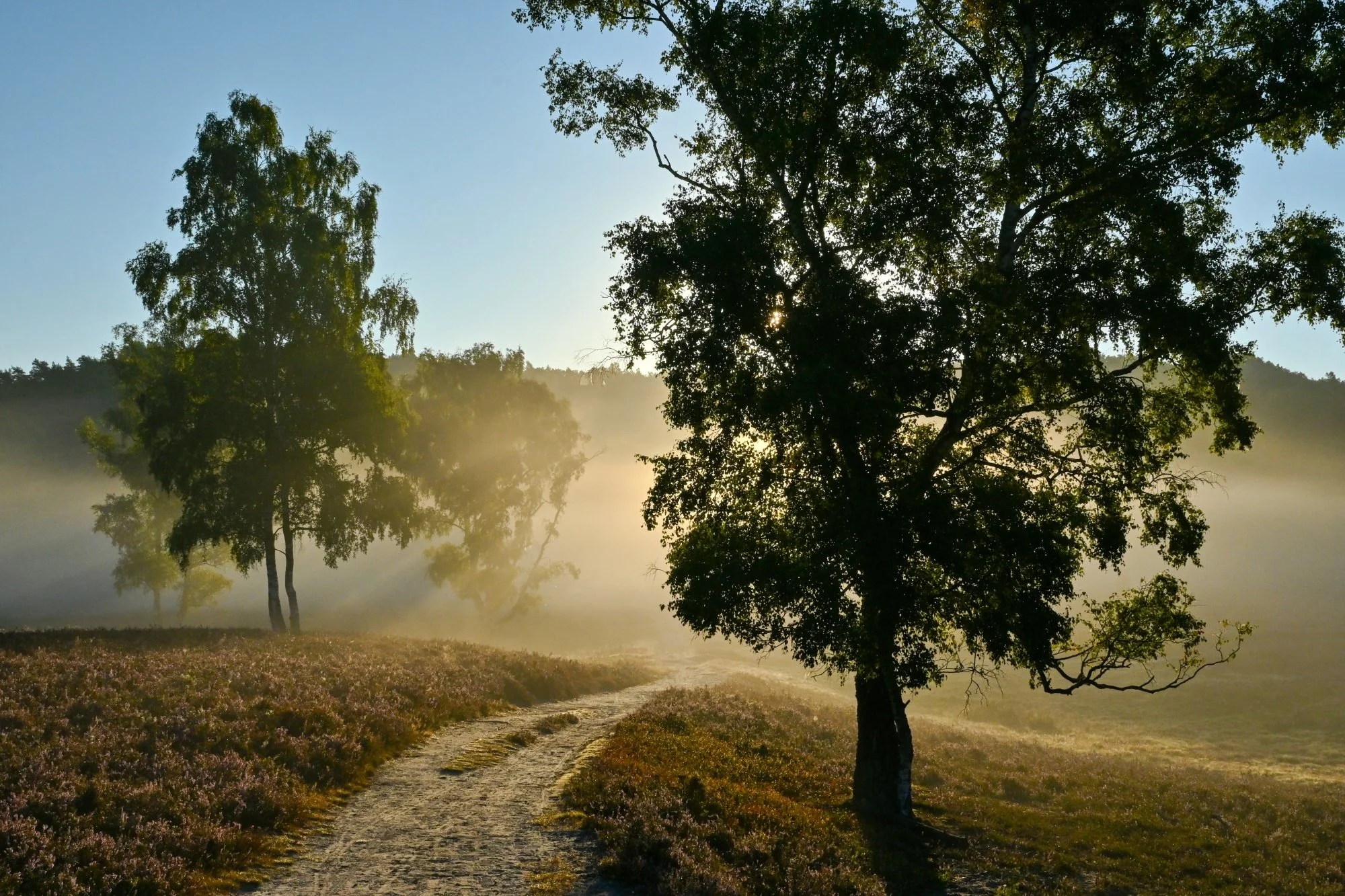 Fischbeker_Heide_61166.JPG