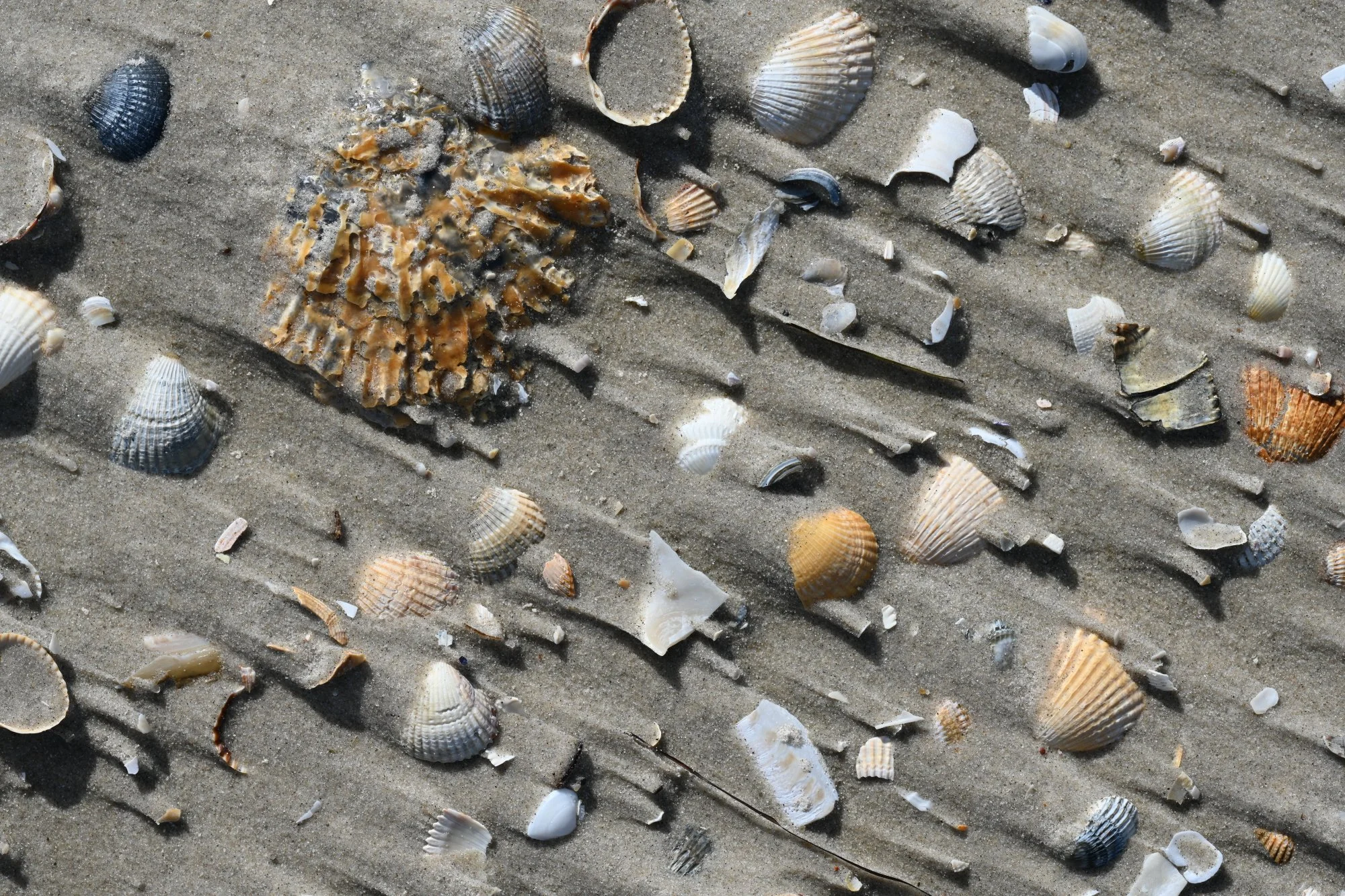 Amrum_7964.JPG