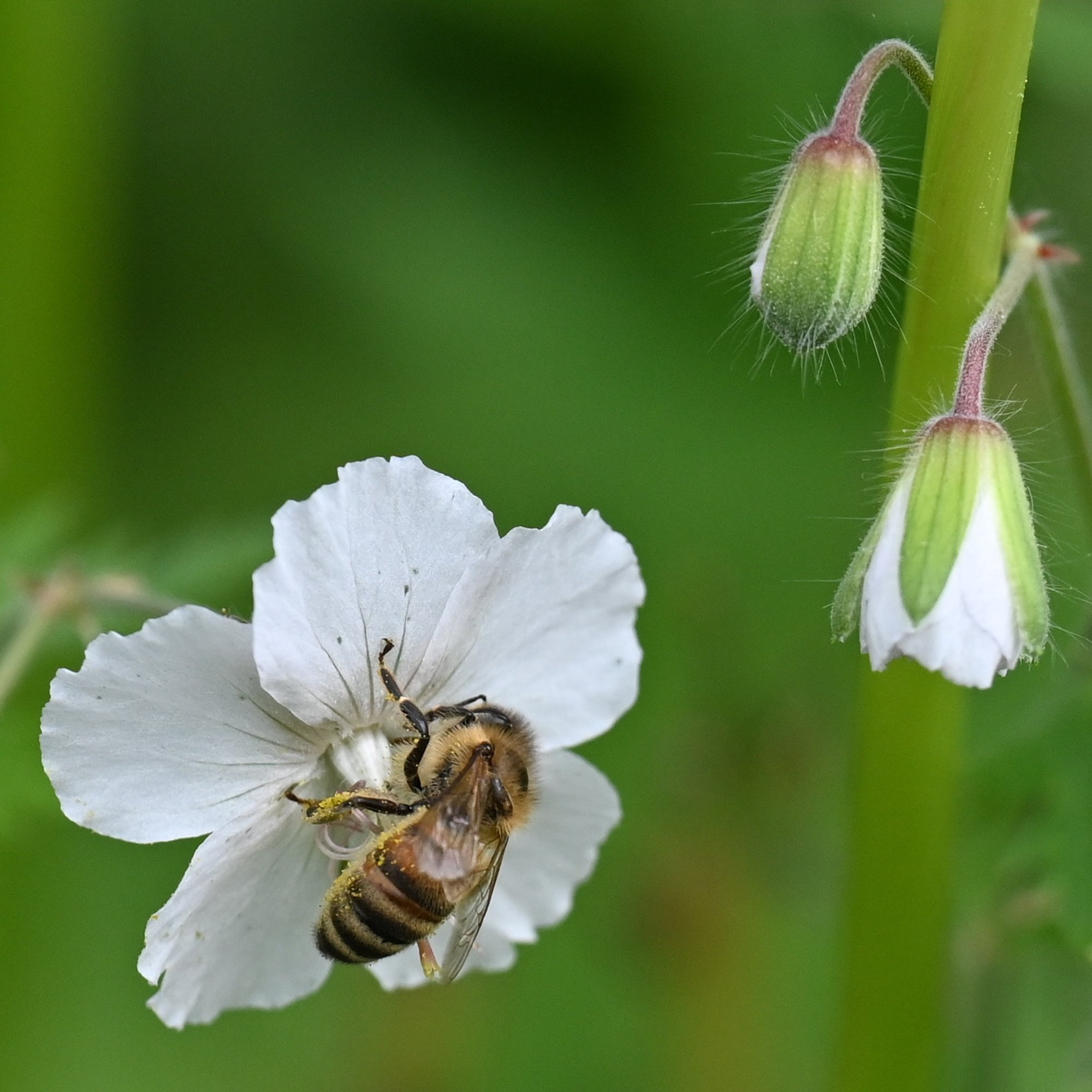 Blume_Inselpark_Wilhelmsburg_6247.JPG