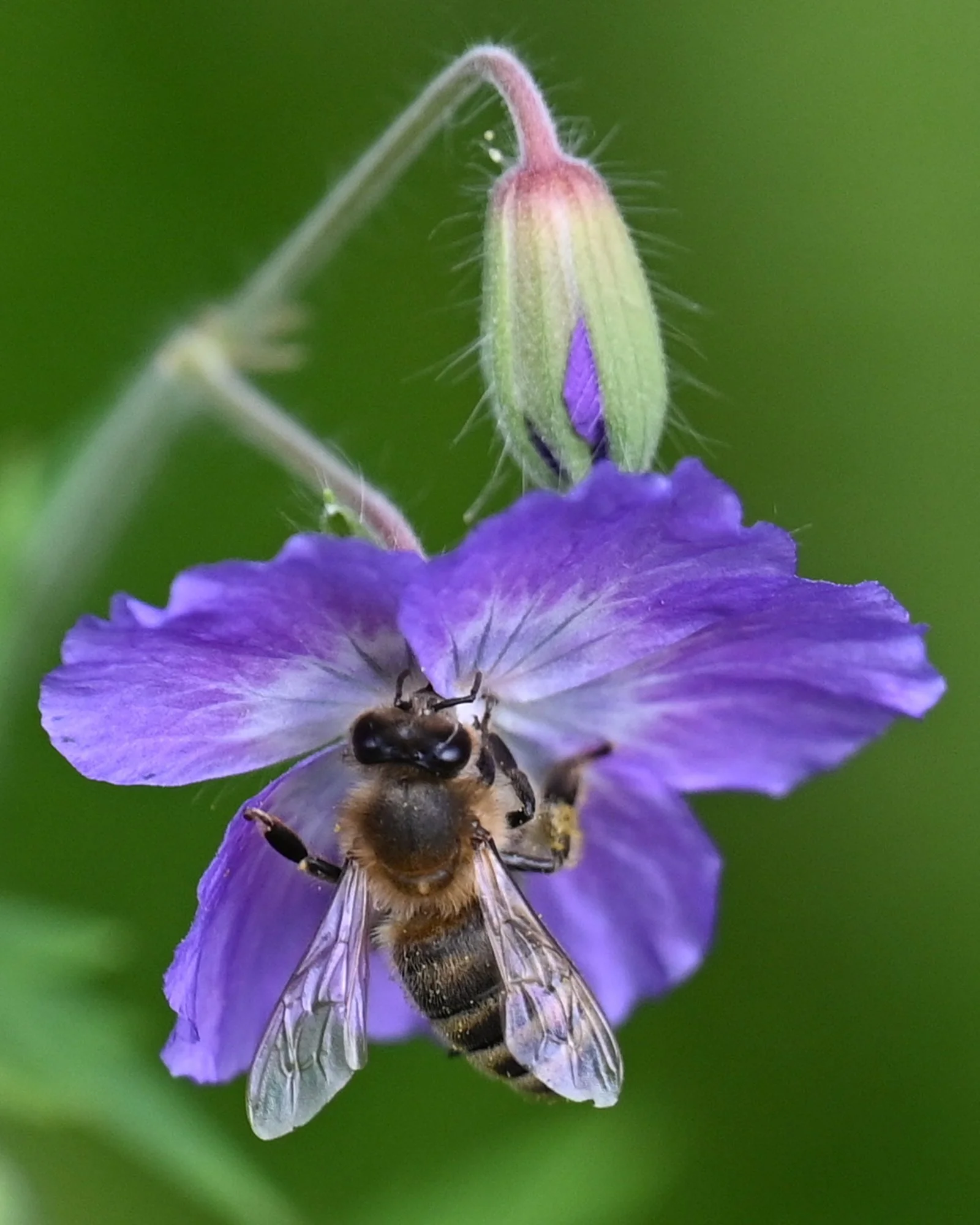 Blume_Inselpark_Wilhelmsburg_6251.JPG