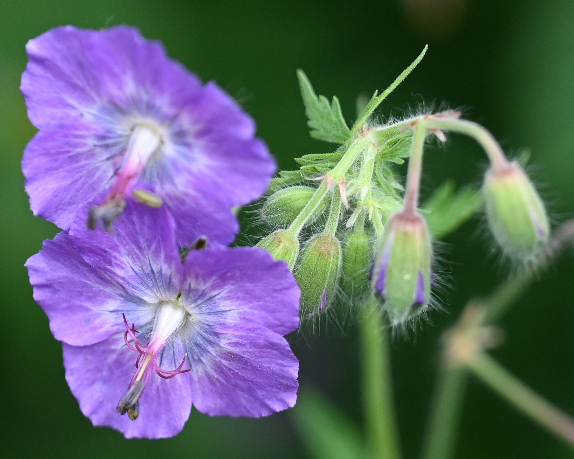 Blume_Inselpark_Wilhelmsburg_6248.JPG