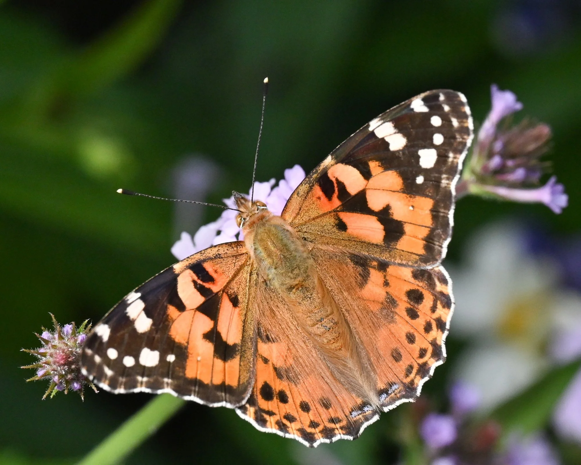 Arboretum_7154.JPG
