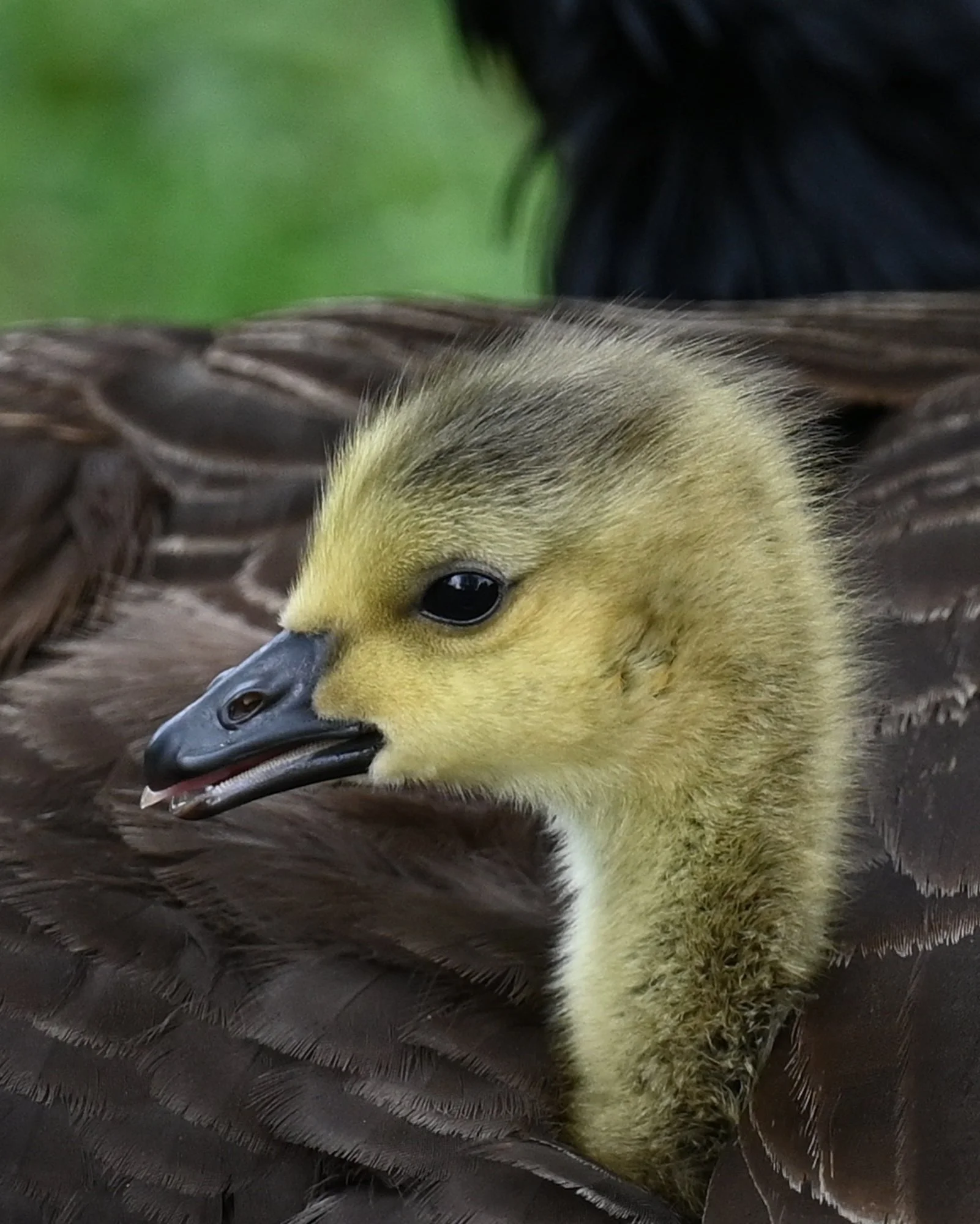 Ente_2_6337.JPG