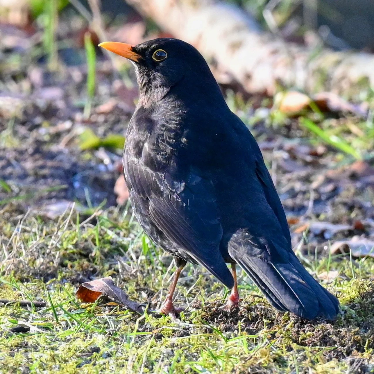 Amsel_2789.JPG