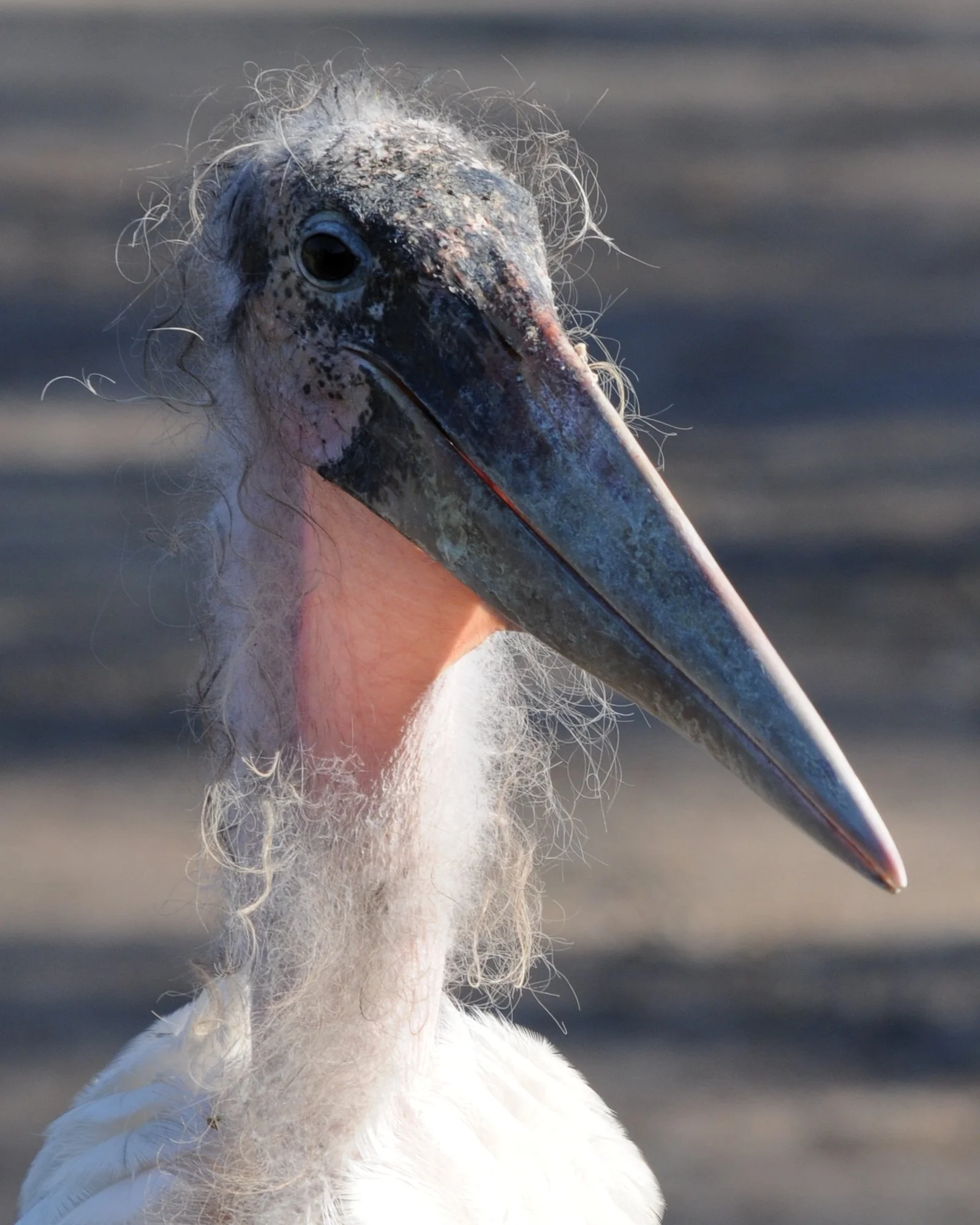 Vogel_0464.JPG