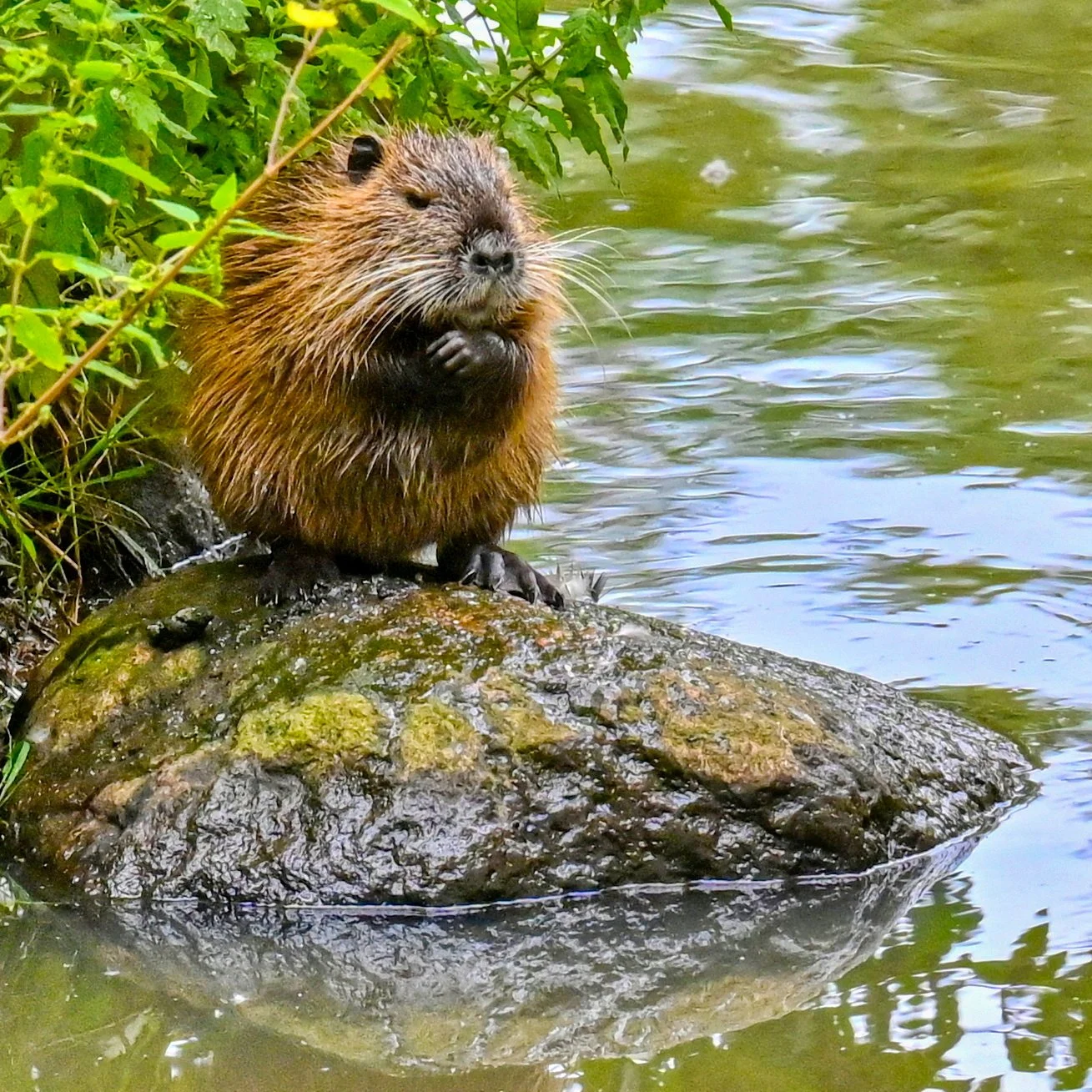 Nutria