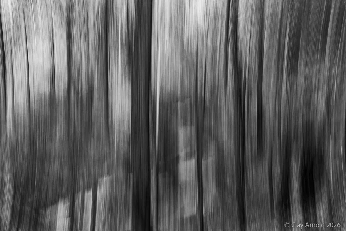 Forest Through The Trees