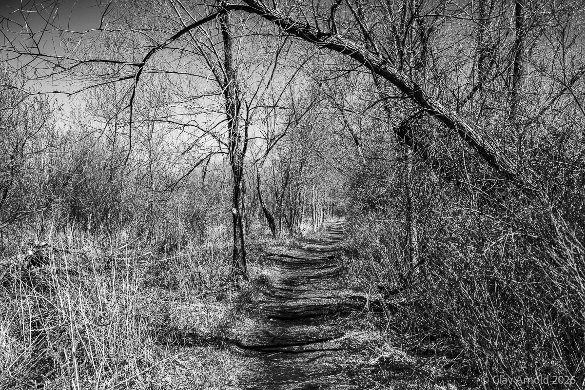 Under The Bending Tree