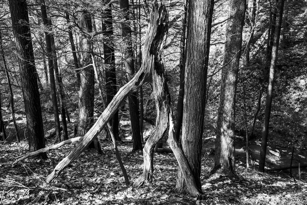 Walking Stick