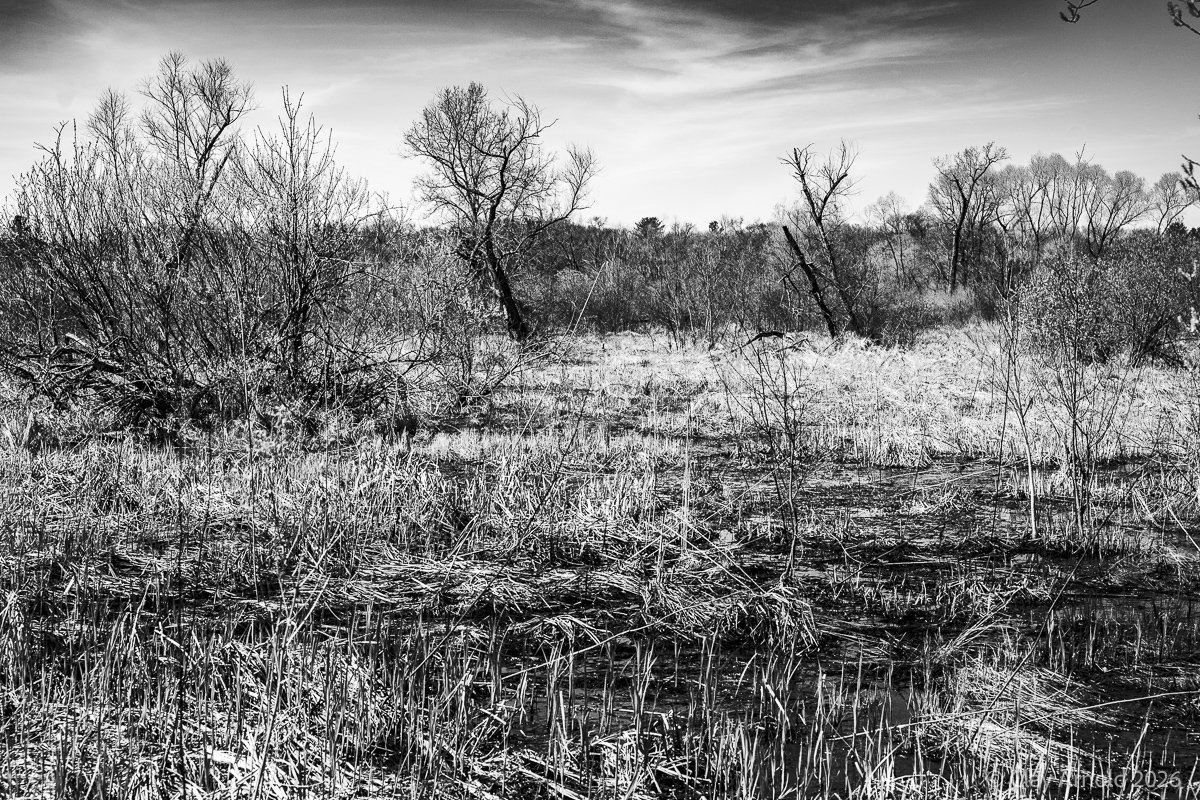 Marsh In The Midday