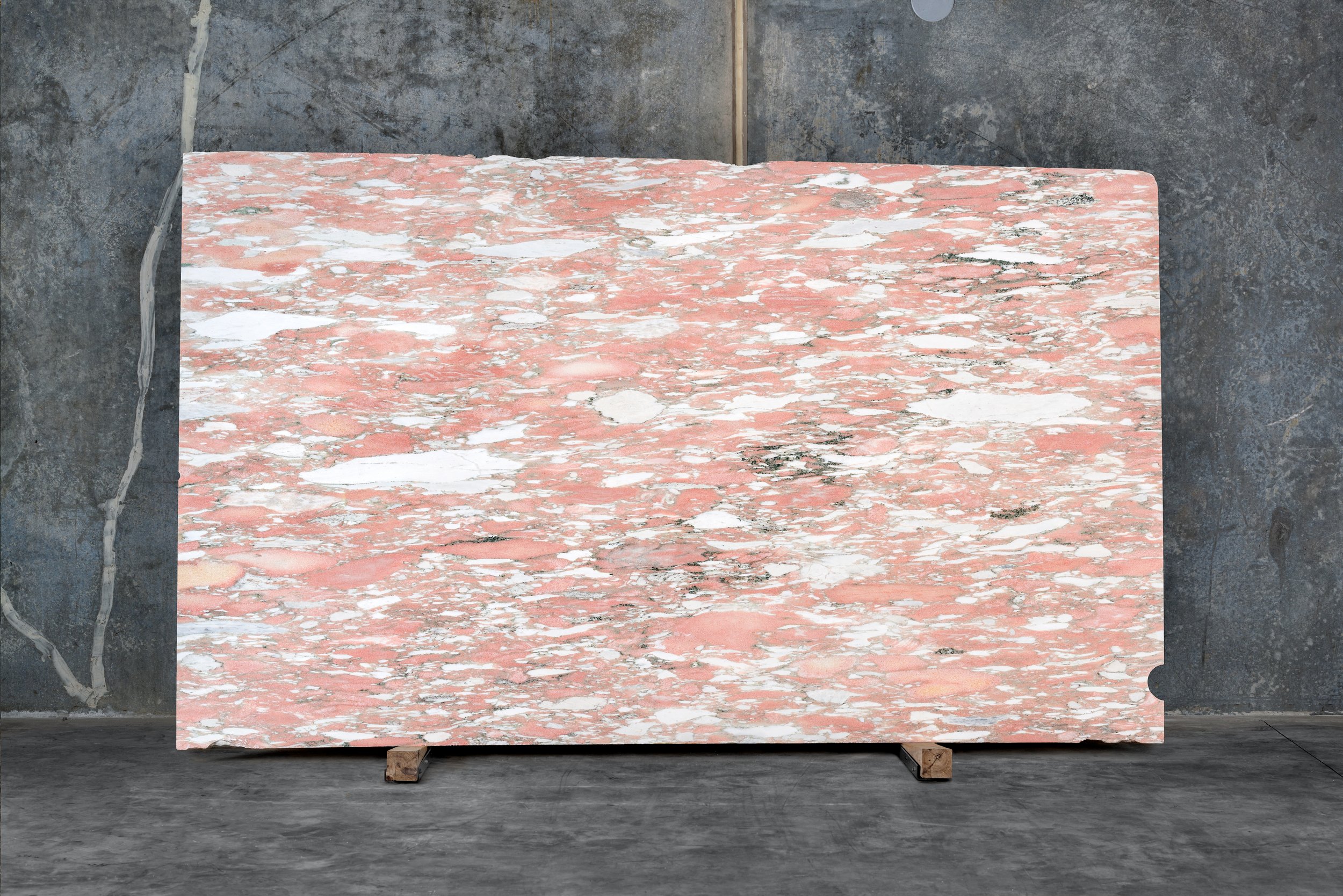 Rosa Norvegia Marble Adelaide
