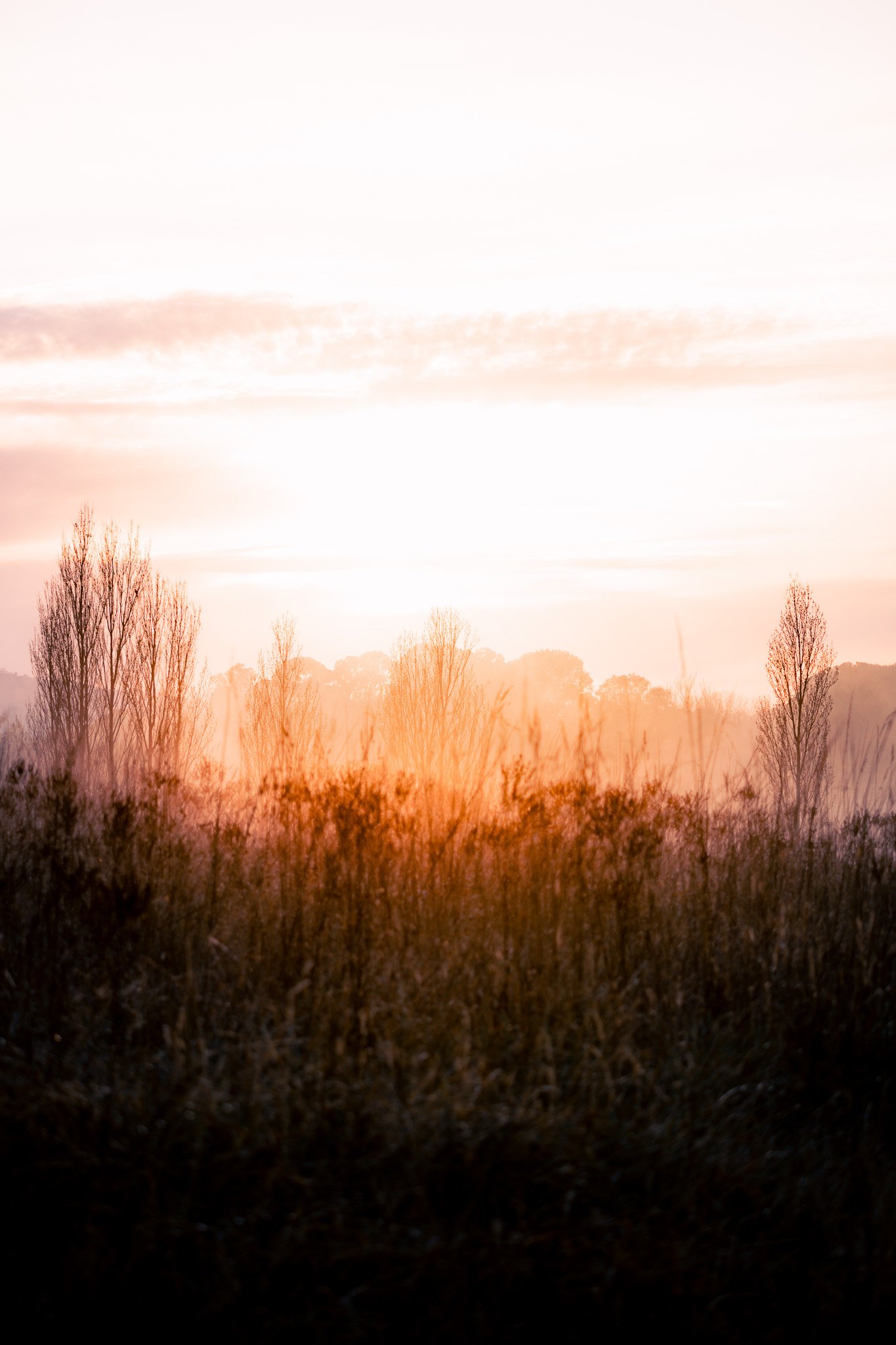 They say you can’t teach an old dog new tricks…