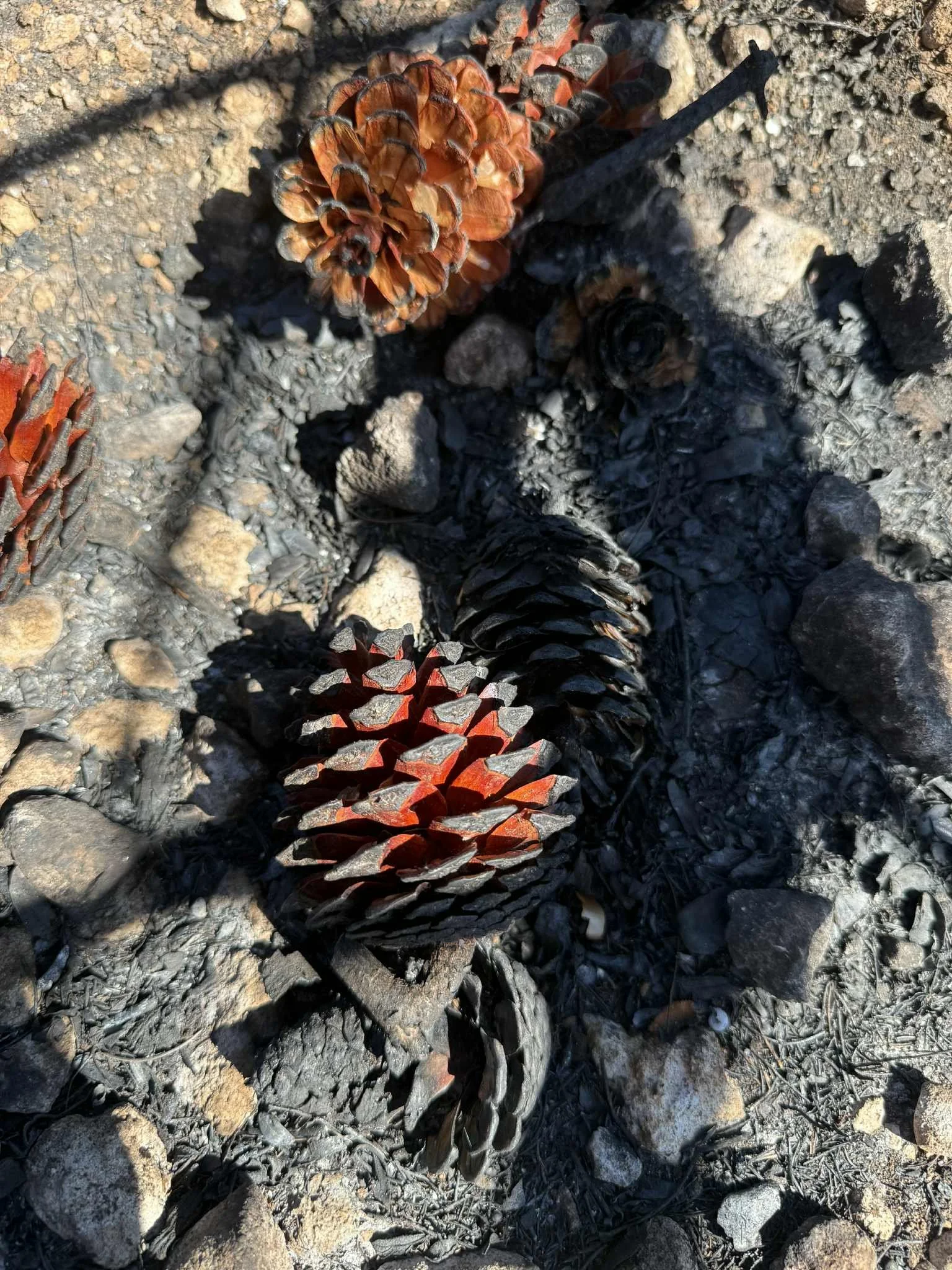 Agalas Zakynthos Wild Fire Relief