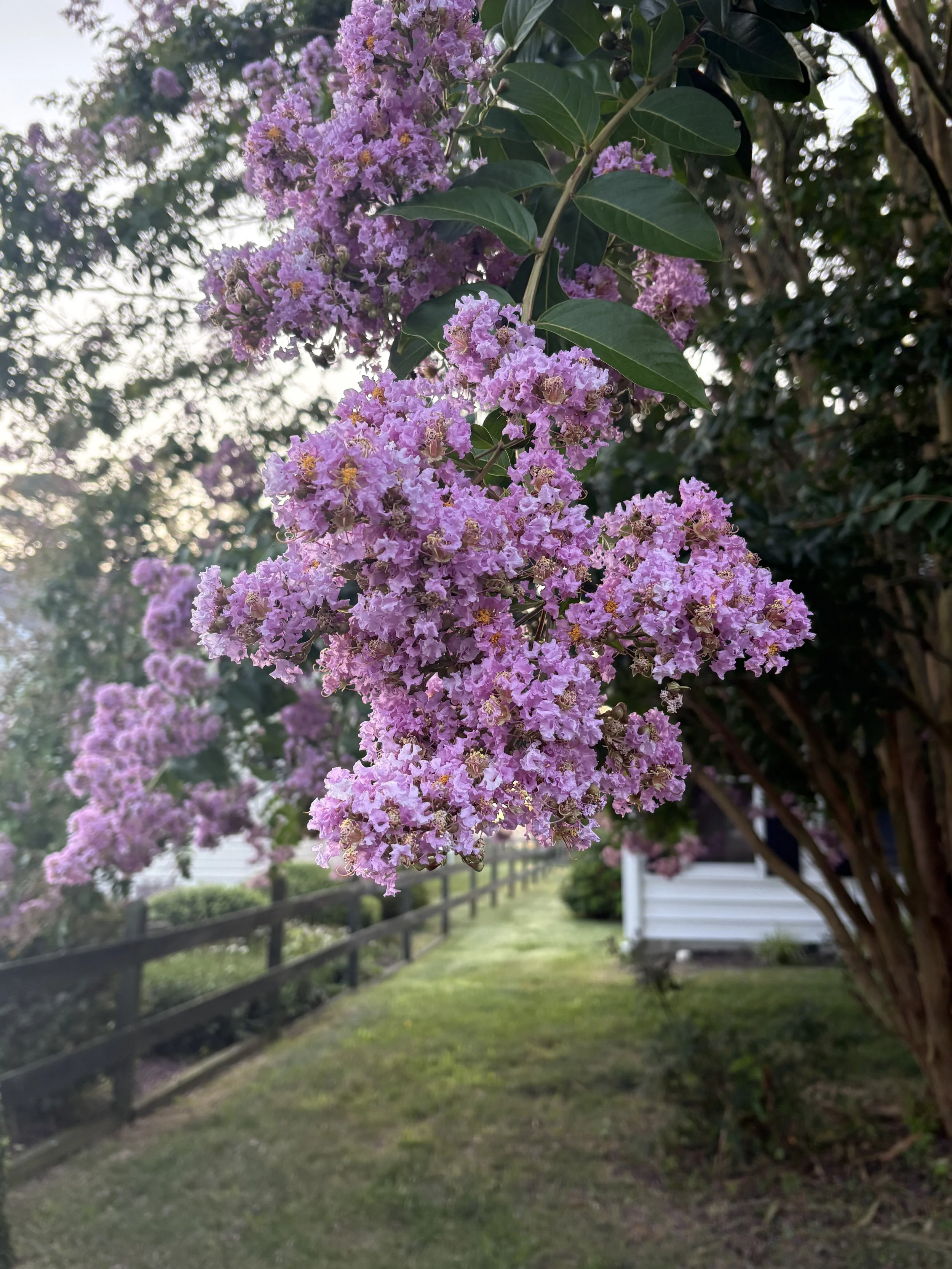 IMG_6763.jpg