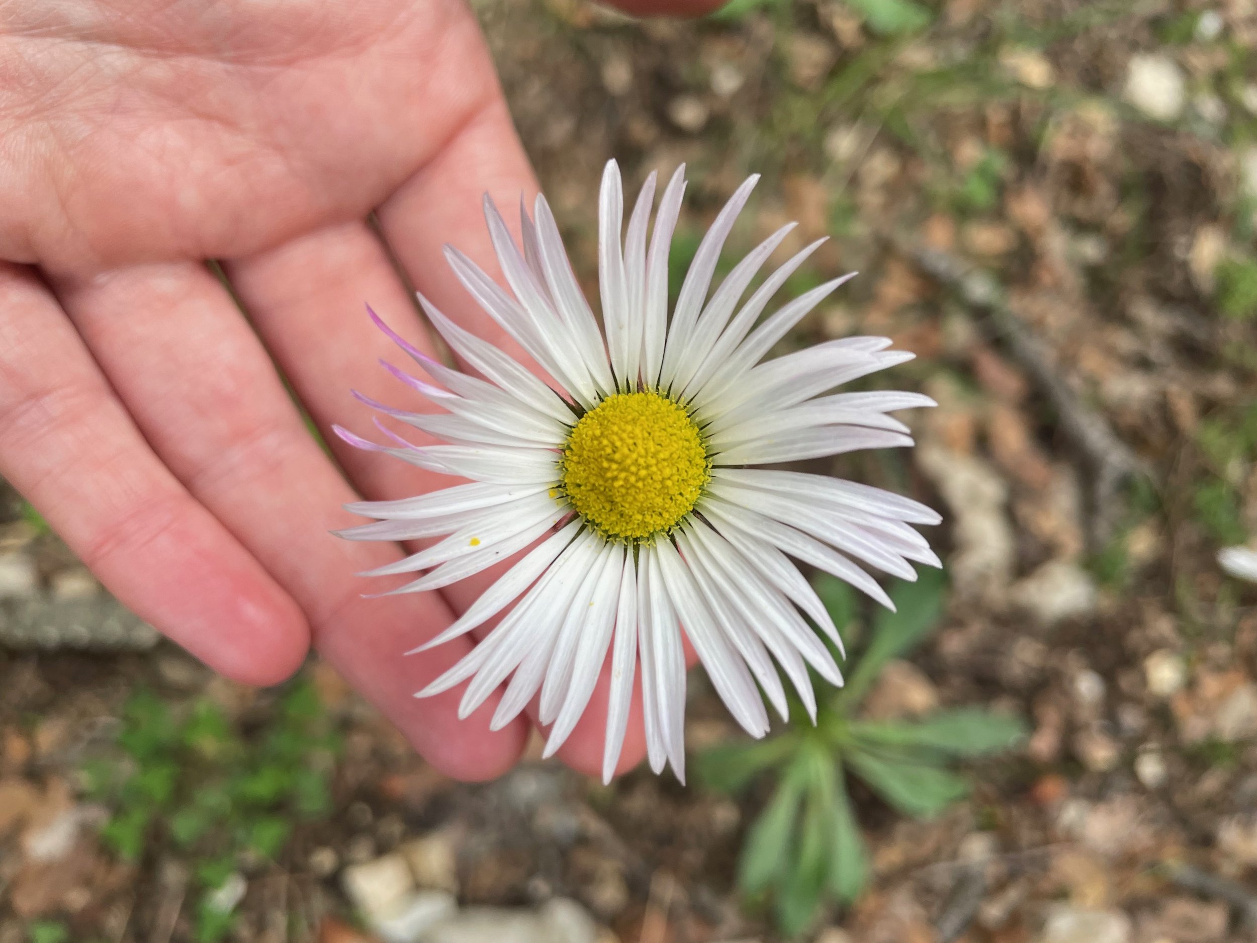A daisy in bloom with hand taking care of it